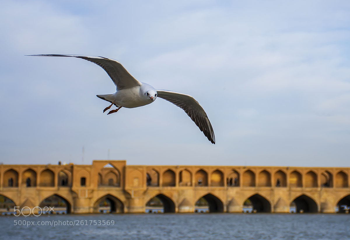 Nikon D7100 sample photo. Bird and birdge photography