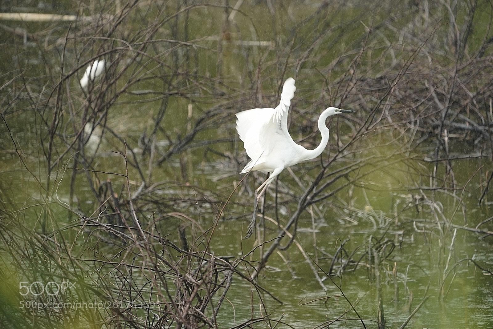 Sony a9 sample photo. Heron photography