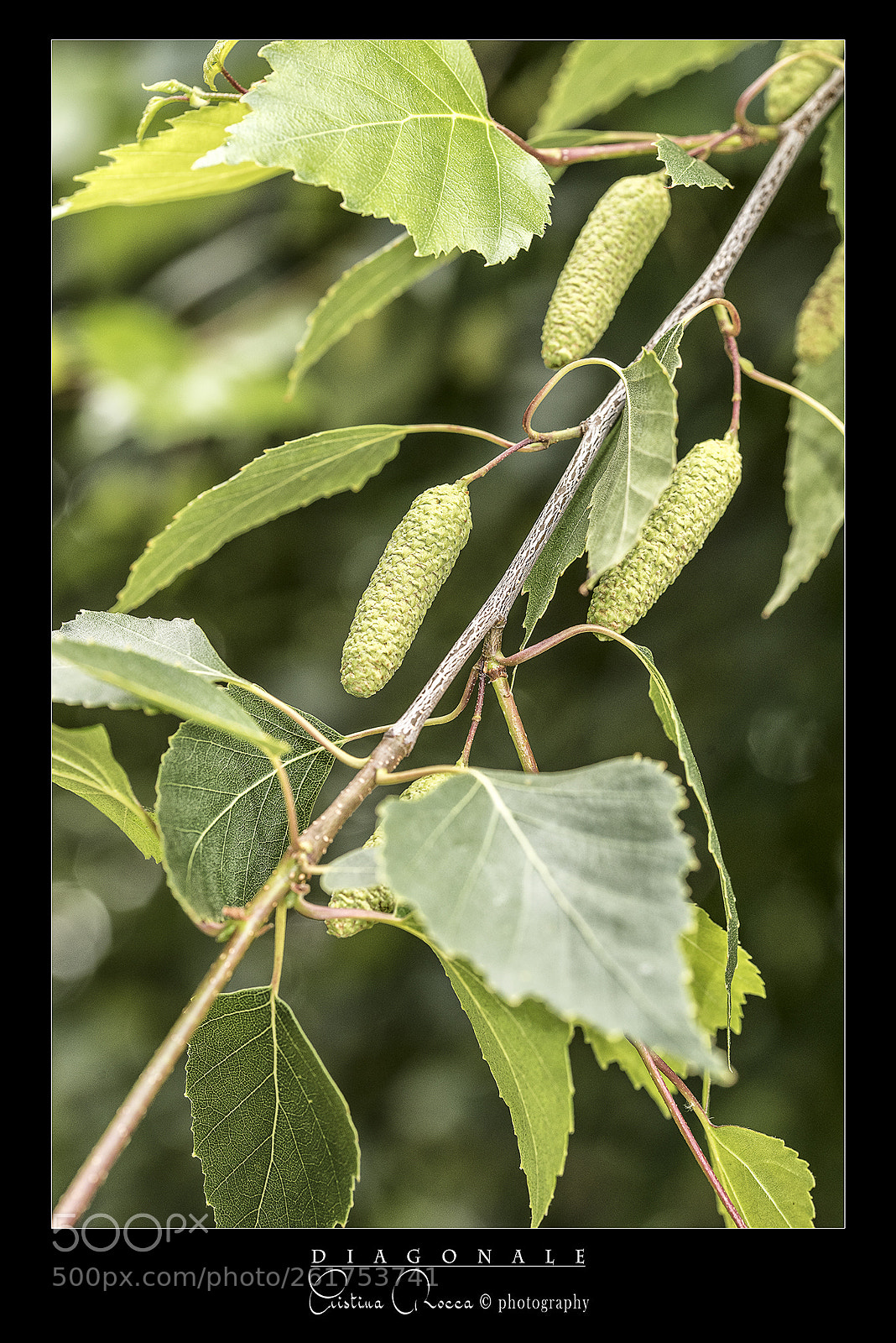 Nikon D750 sample photo. Diagonale photography