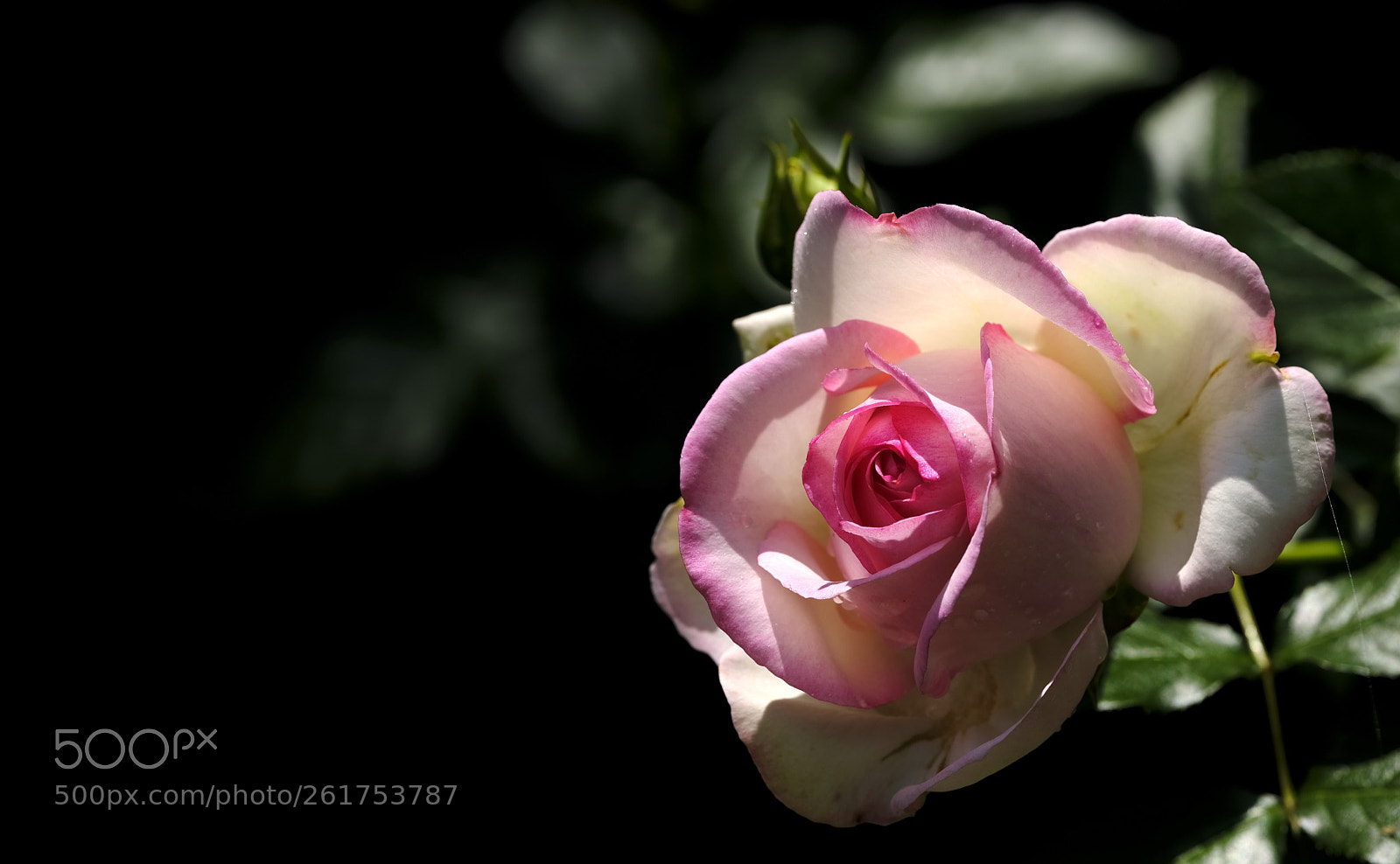Fujifilm GFX 50S sample photo. June is about roses photography