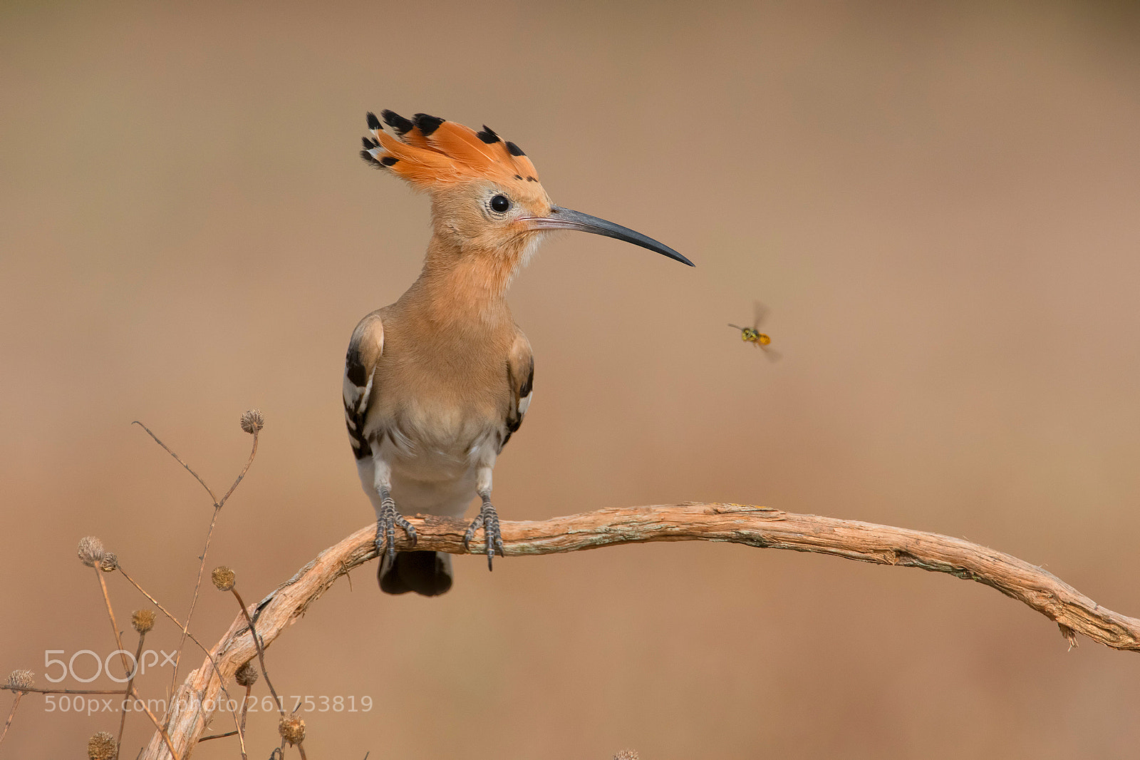 Nikon D500 sample photo. Hoopoe and wasp photography