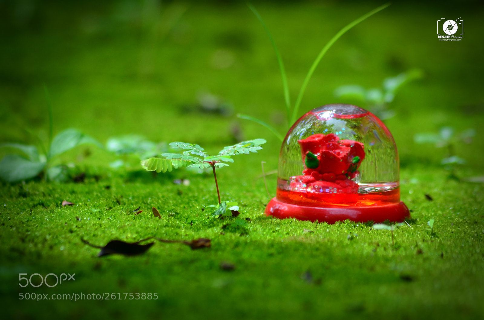 Nikon D5100 sample photo. Romantic red rose dissolved photography