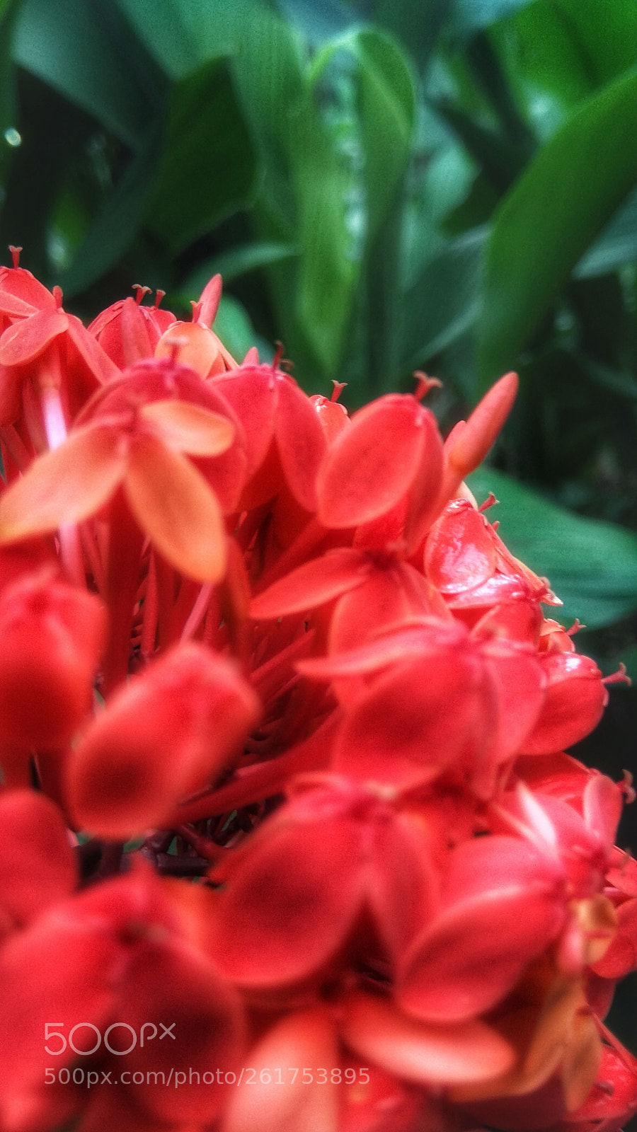 Xiaomi Redmi Note 4 sample photo. Untitled photography