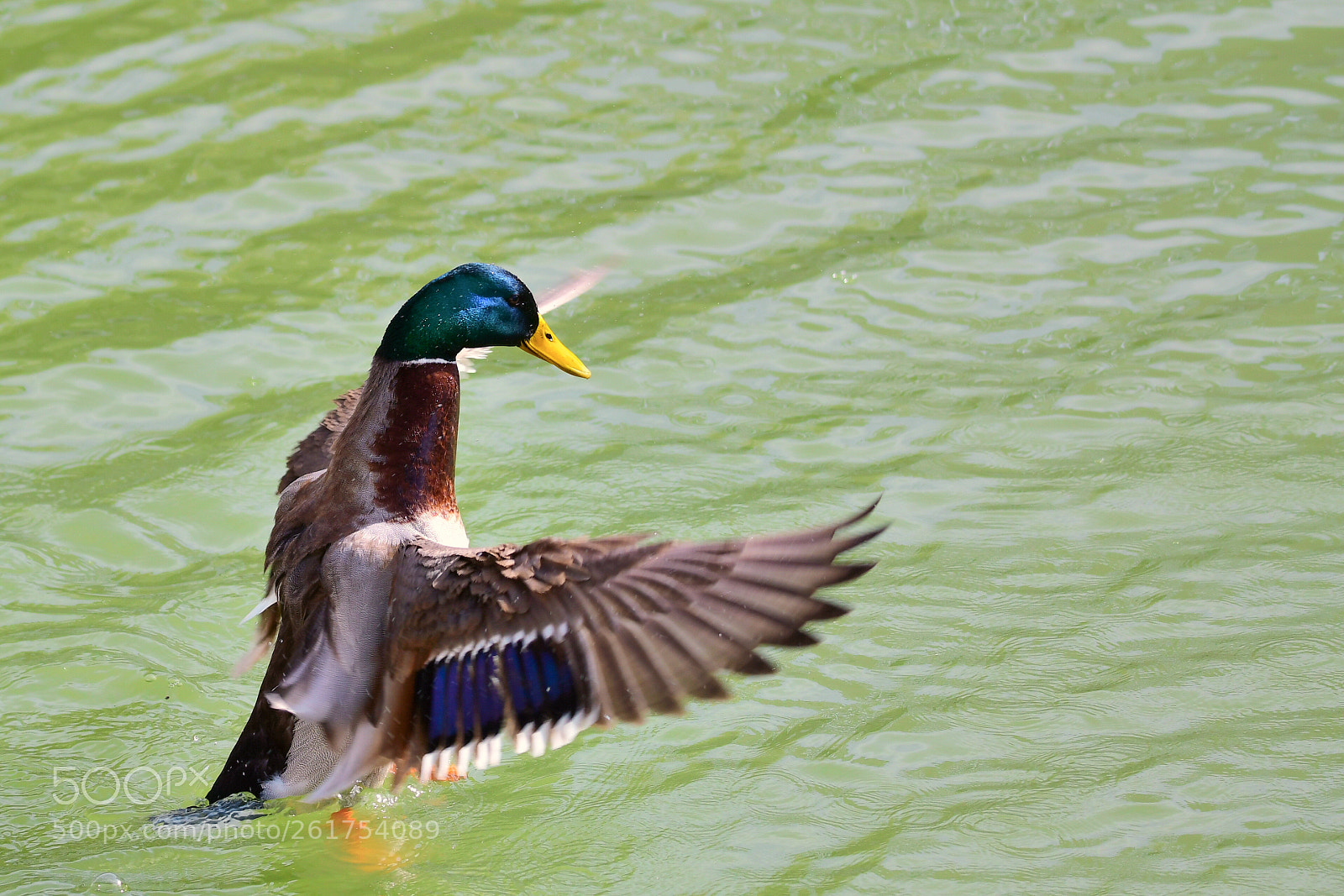 Nikon D500 sample photo. Mallard photography