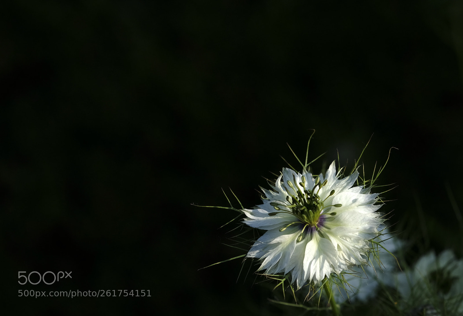 Fujifilm X-T2 sample photo. White nigella photography