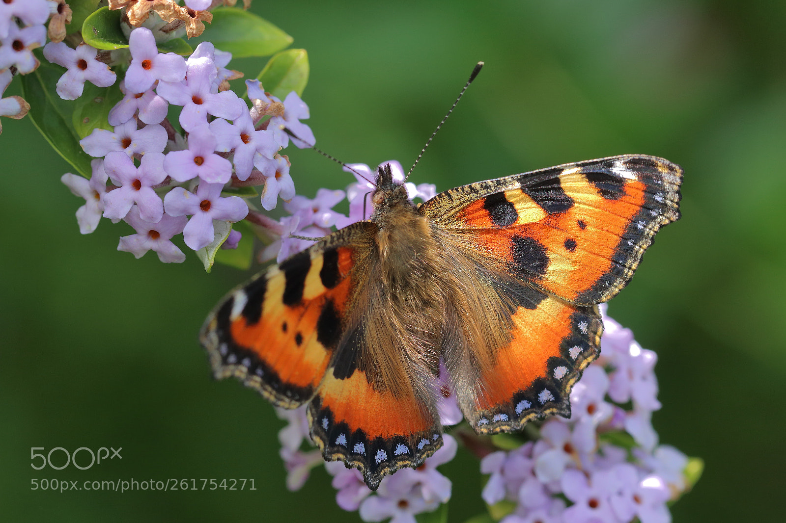 Canon EF 100mm F2.8L Macro IS USM sample photo. A beauty photography