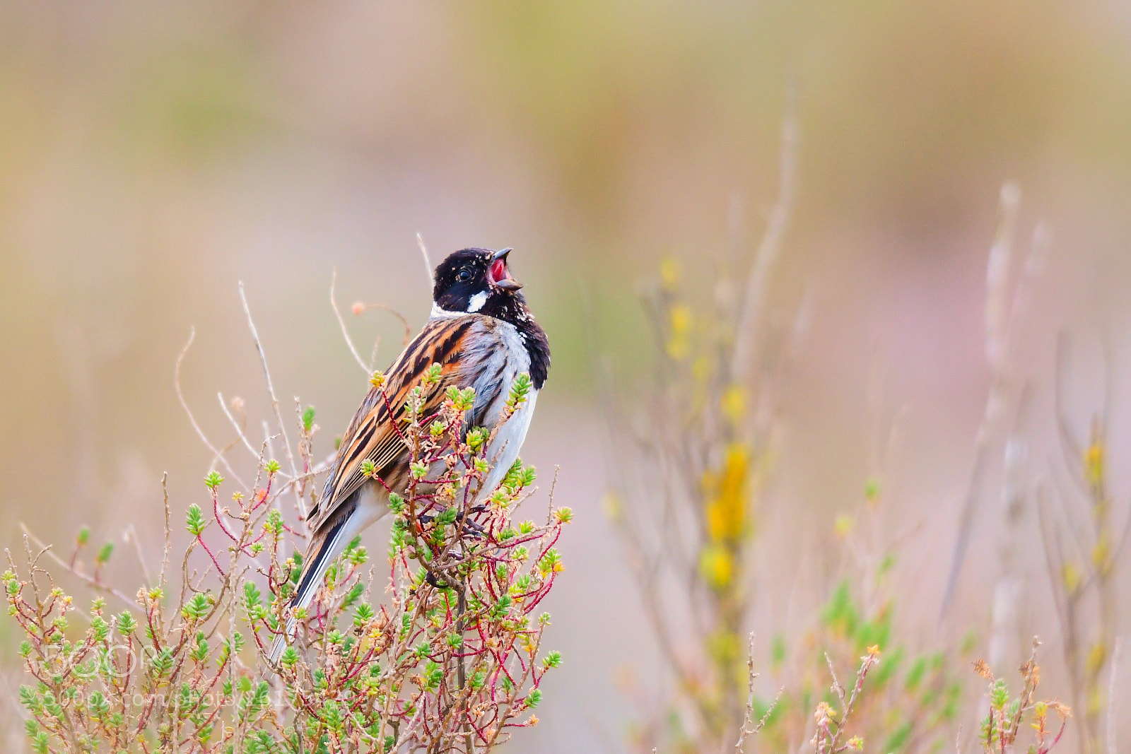 Nikon D500 sample photo. Common reed bunting photography