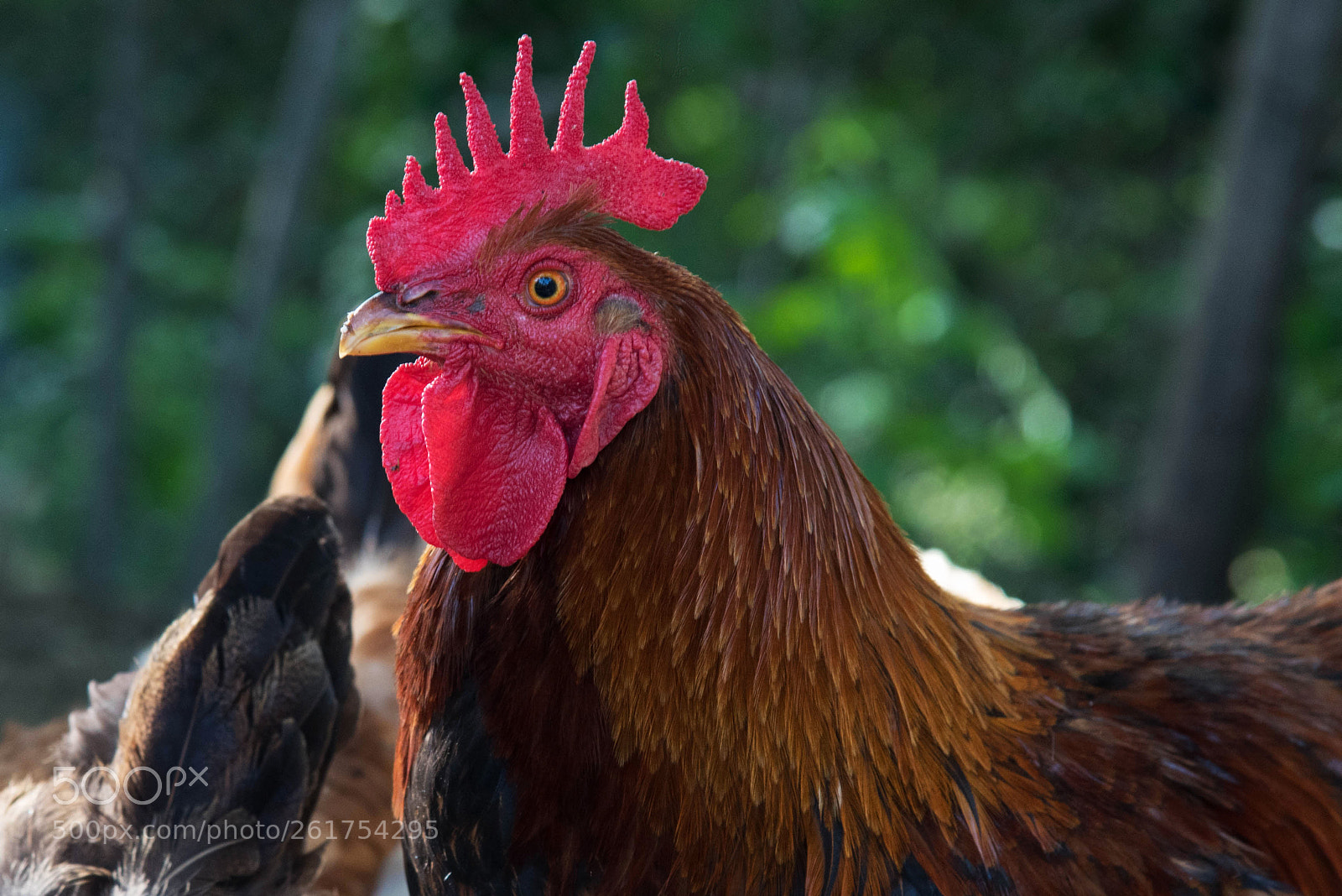 Nikon D750 sample photo. The cock's crest photography