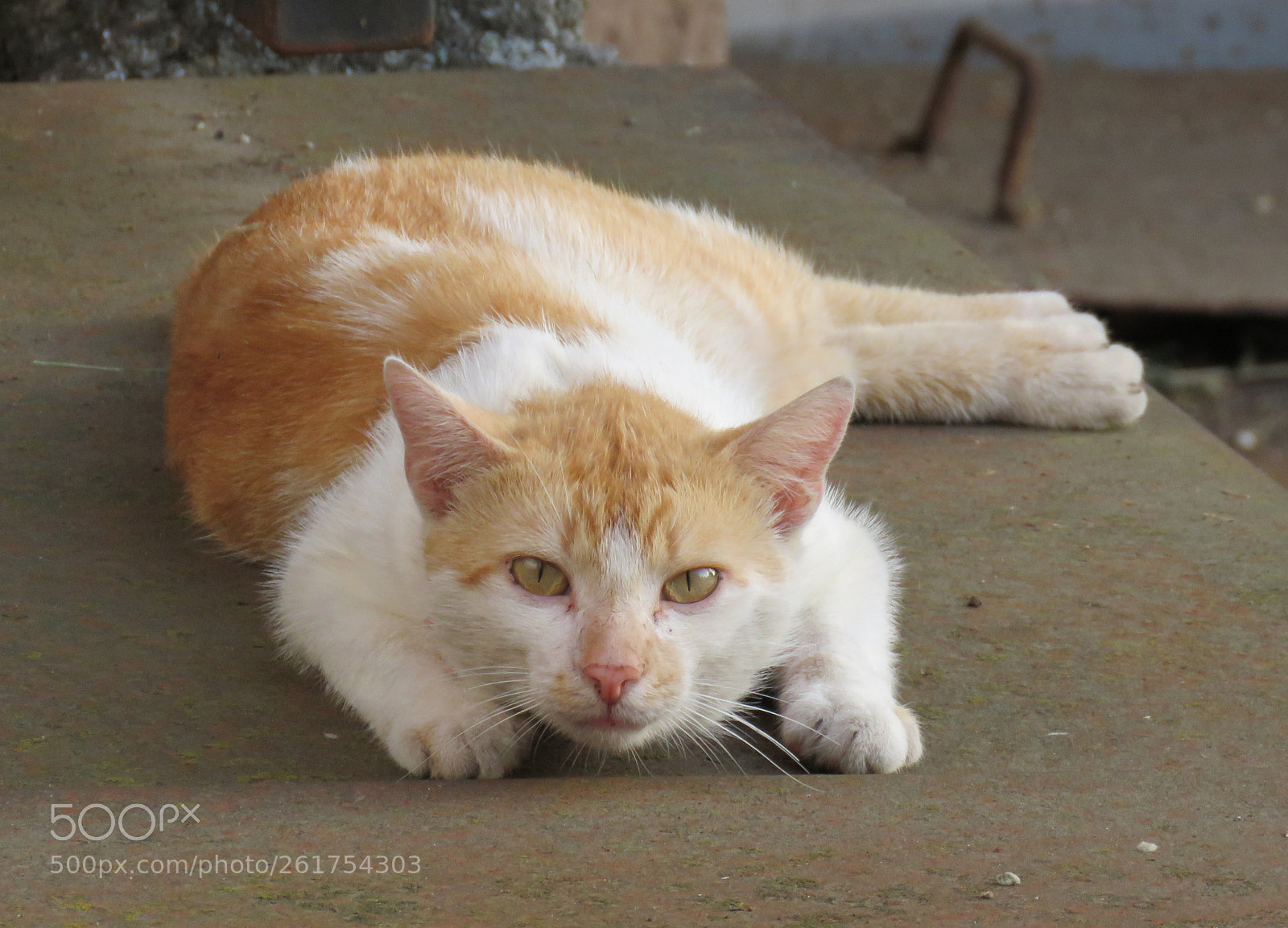 Canon PowerShot SX60 HS sample photo. Disturbed rest. photography