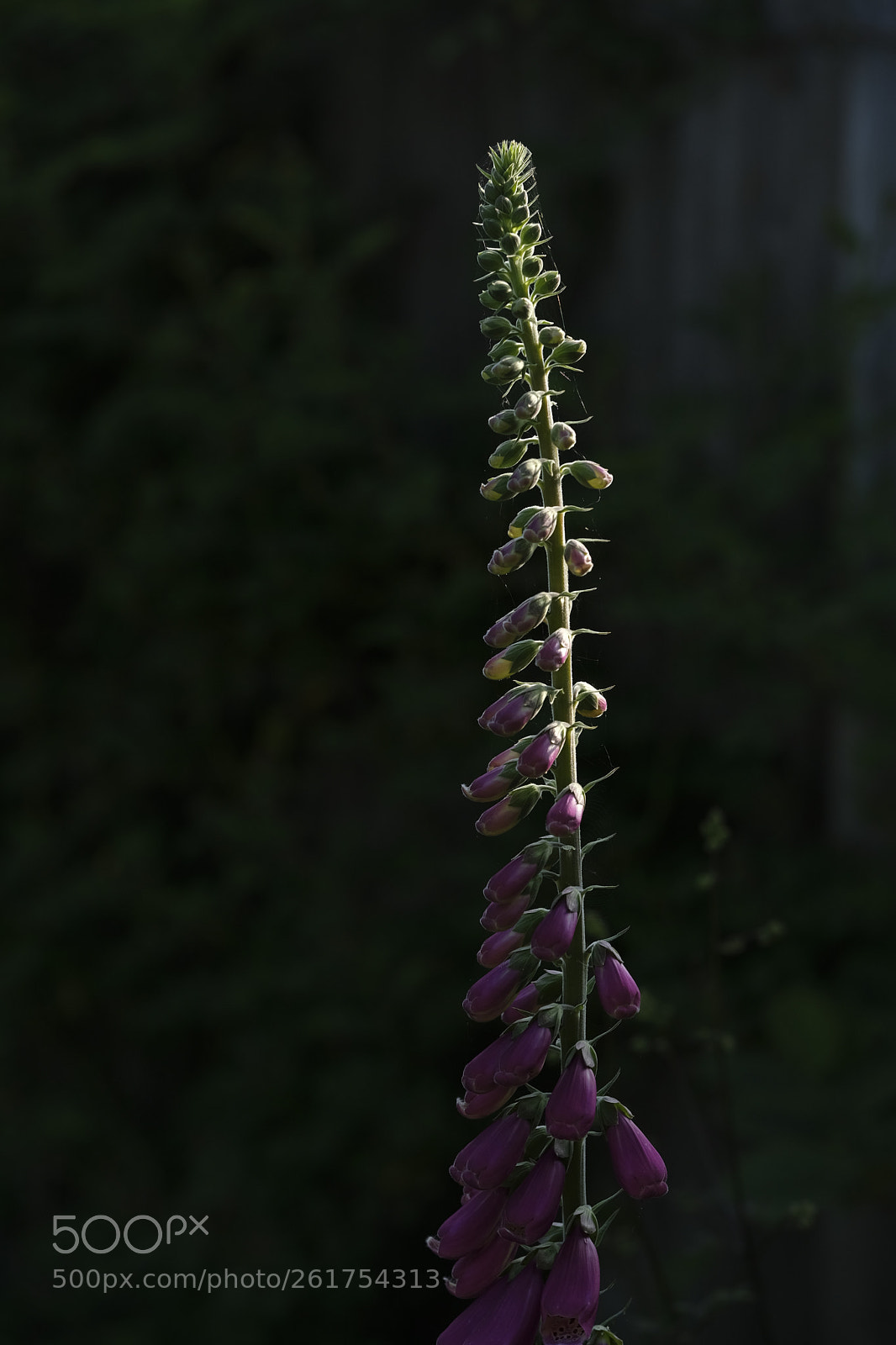 Fujifilm X-T2 sample photo. Fox glove photography