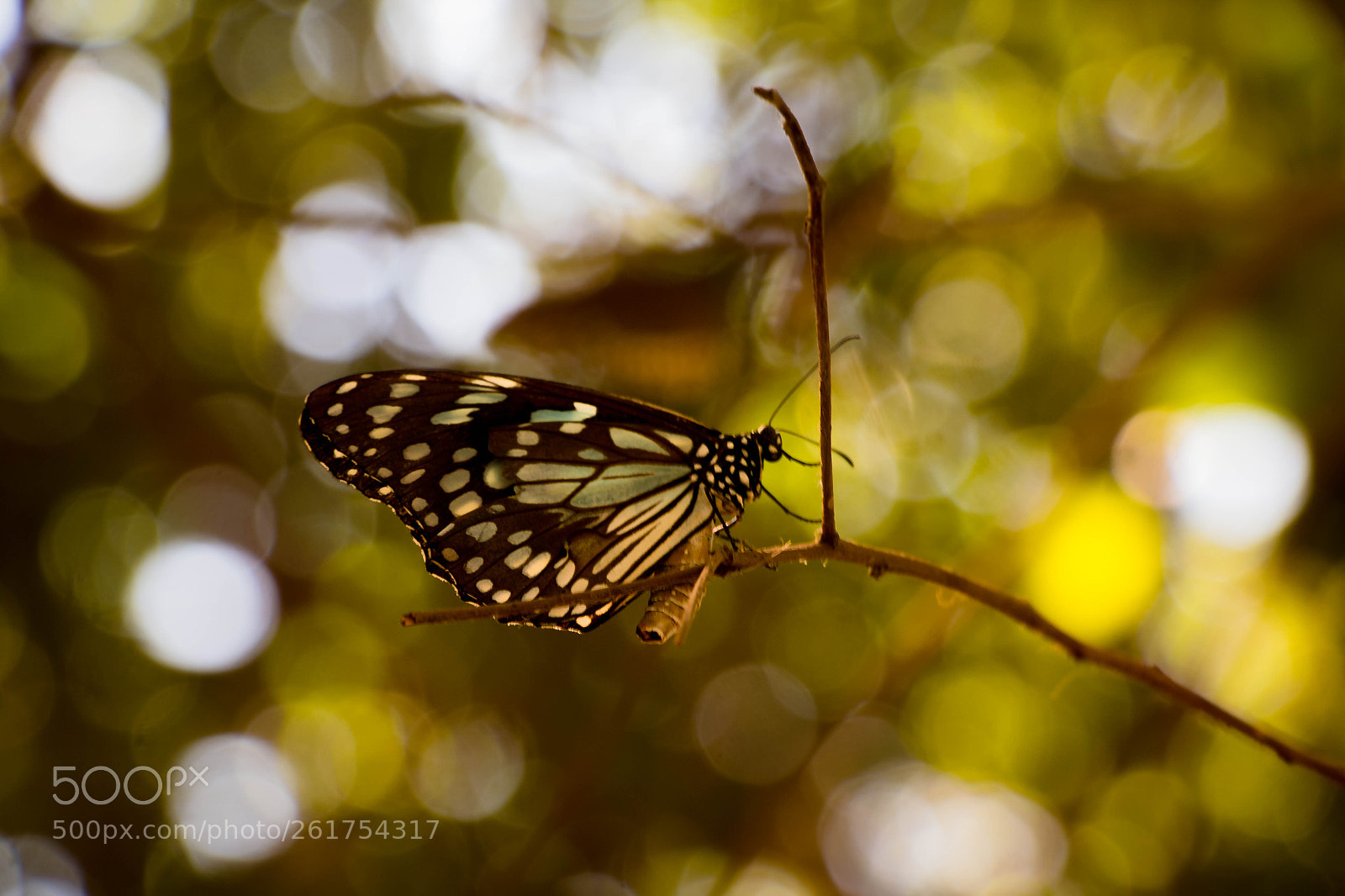 Canon EOS 70D sample photo. Butterfly photography