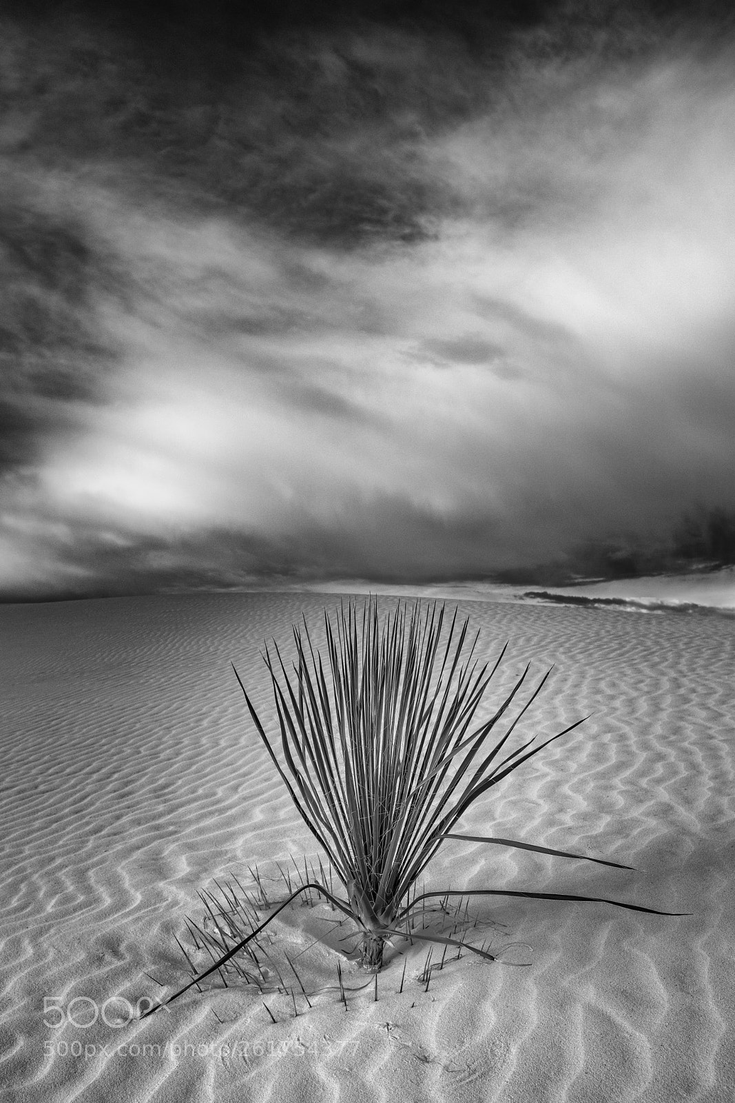 Canon EOS 5D Mark IV sample photo. Morning clouds and yucca photography