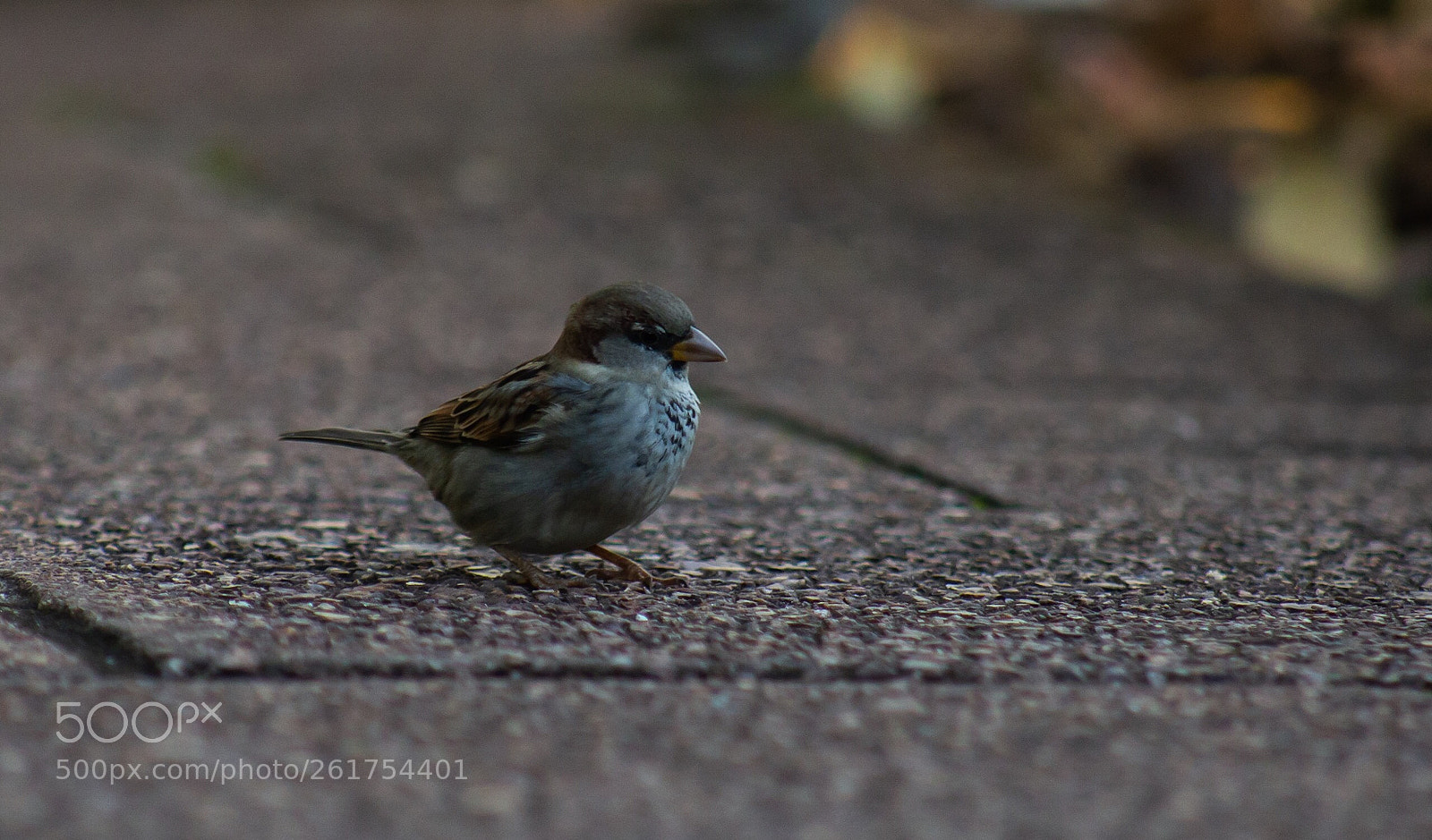 Canon EOS 70D sample photo. Sparrow photography