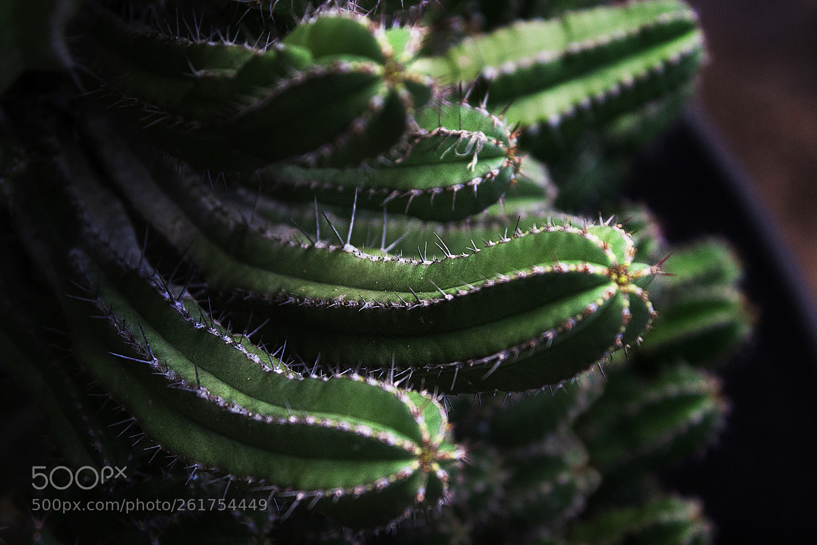 Canon EOS 500D (EOS Rebel T1i / EOS Kiss X3) sample photo. Spiky fingers photography