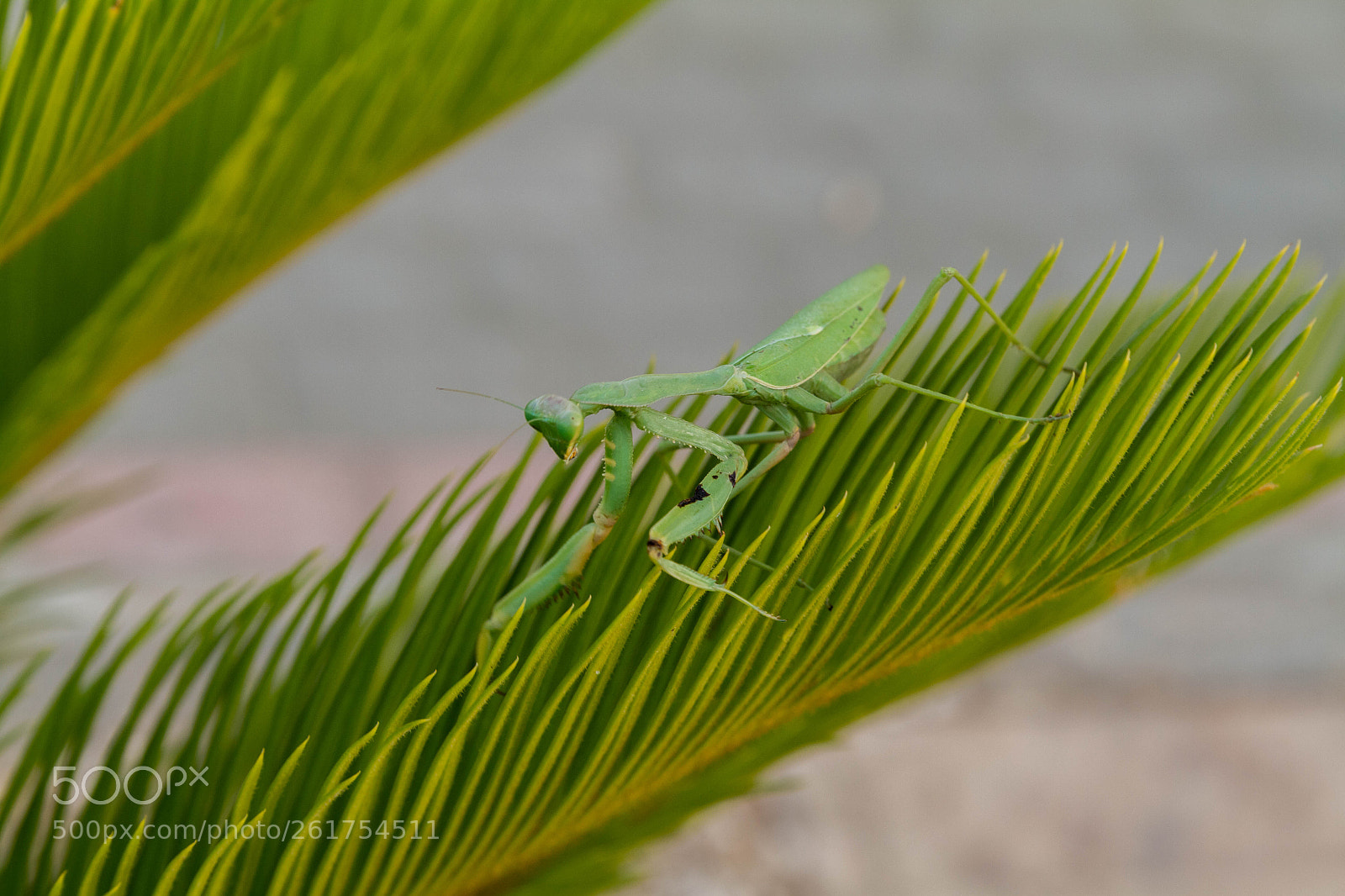 Canon EOS 7D sample photo. Mantis! photography
