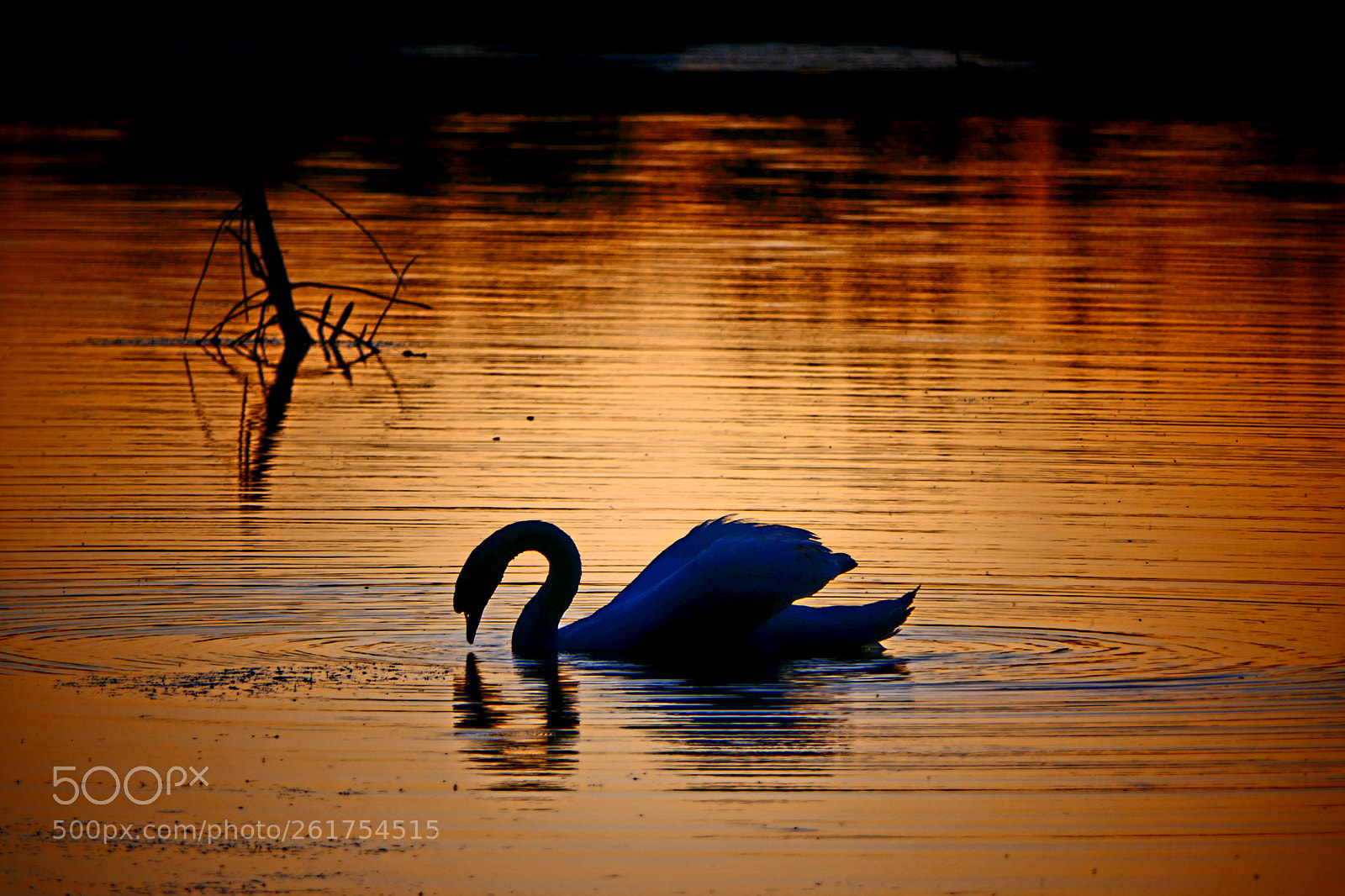 Panasonic Lumix DMC-FZ2500 (Lumix DMC-FZ2000) sample photo. The swan photography