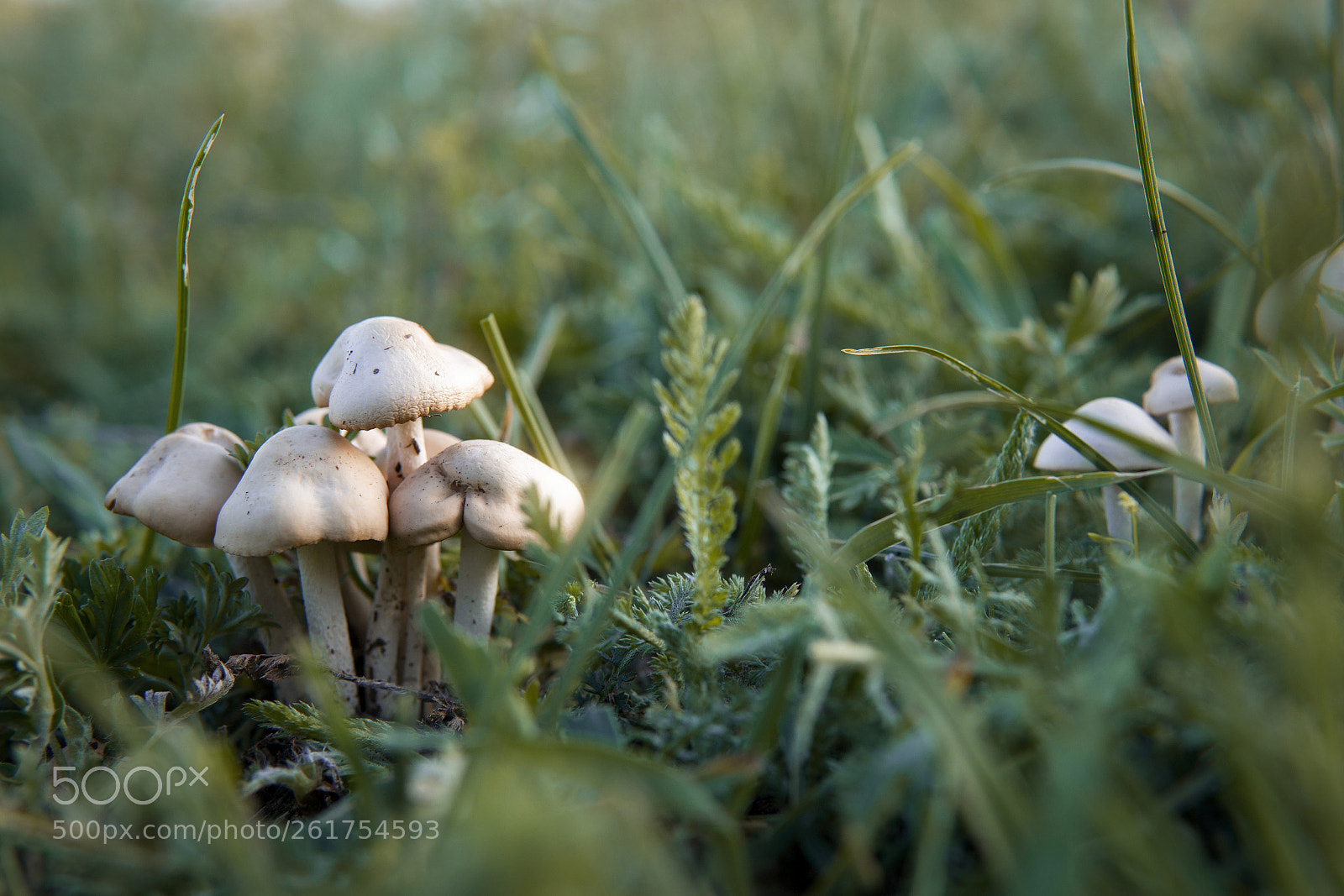 Sony a6000 sample photo. Mushrooms photography
