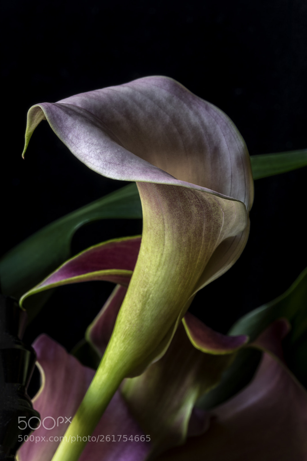Canon EOS 5D Mark IV sample photo. Calla lily photography
