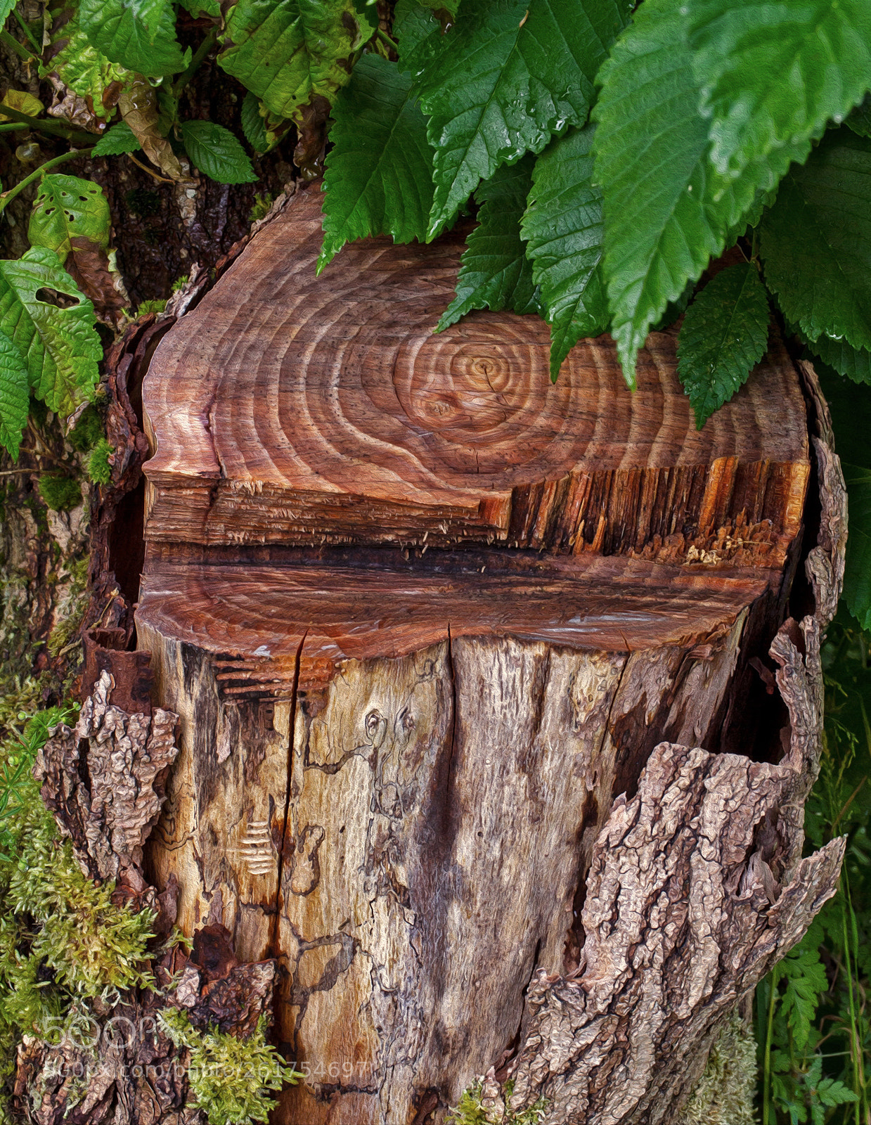 Canon EOS 7D sample photo. Tree trunk photography