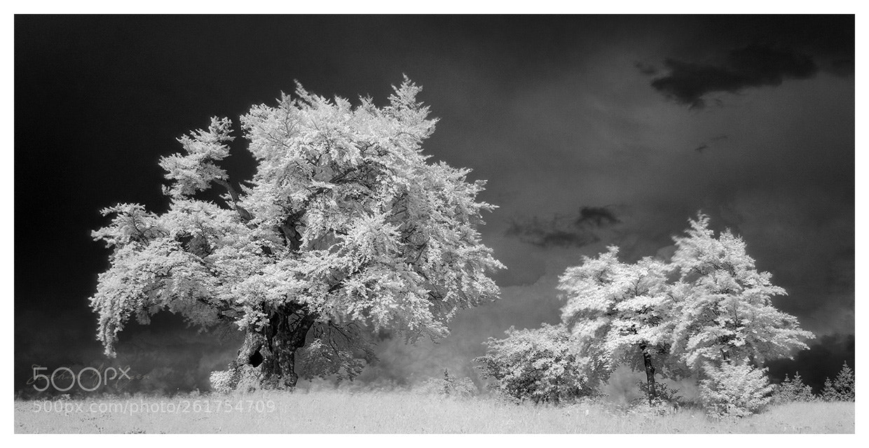Nikon D90 sample photo. Presseck 04 (infrared) photography
