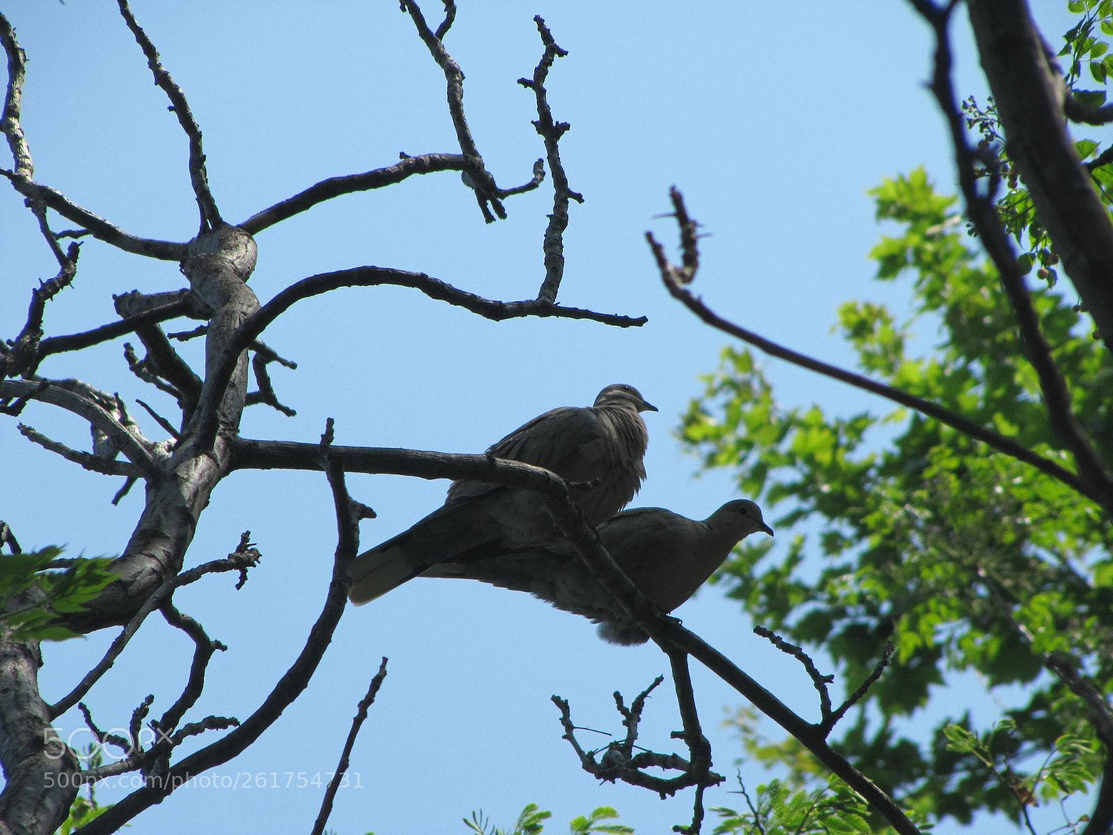 Canon PowerShot SX200 IS sample photo. ♥♥ photography