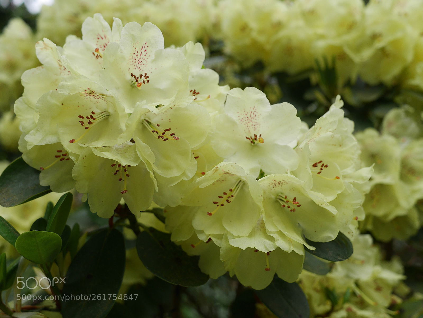 Panasonic Lumix DMC-GX7 sample photo. Pale yellow rhododendron flowers photography