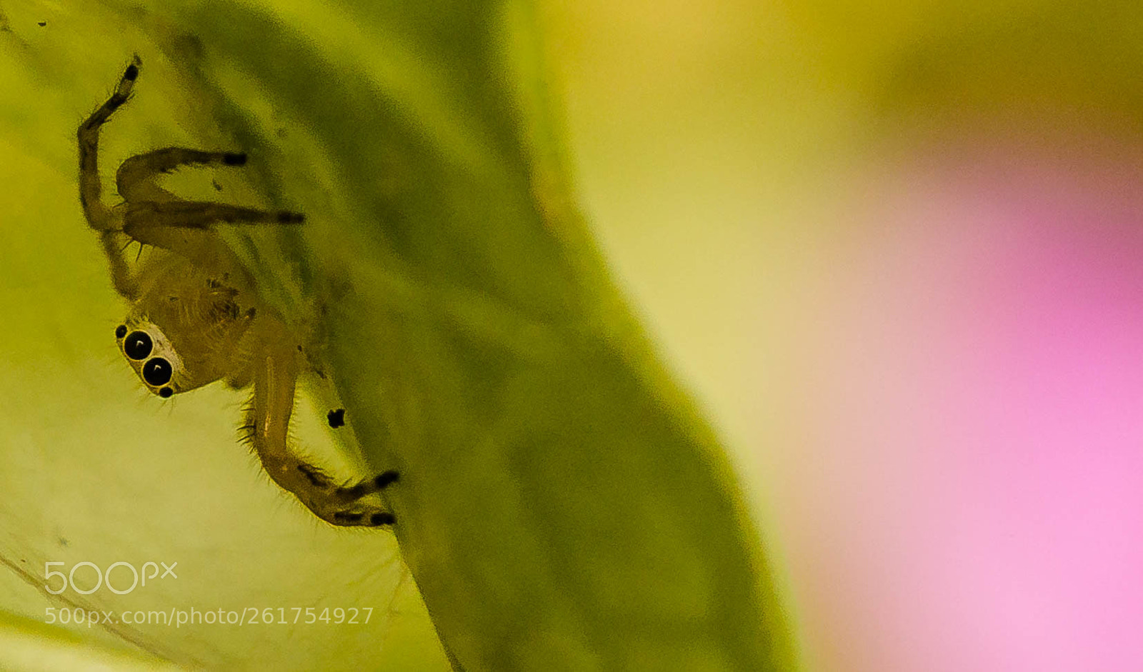 Canon EOS 70D sample photo. Spider photography
