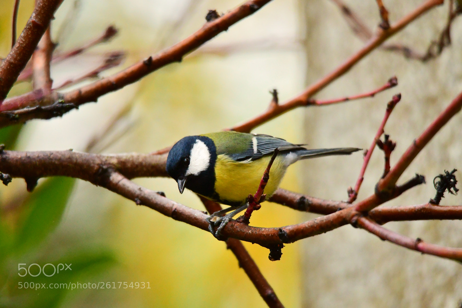 Nikon D500 sample photo. Great tit photography