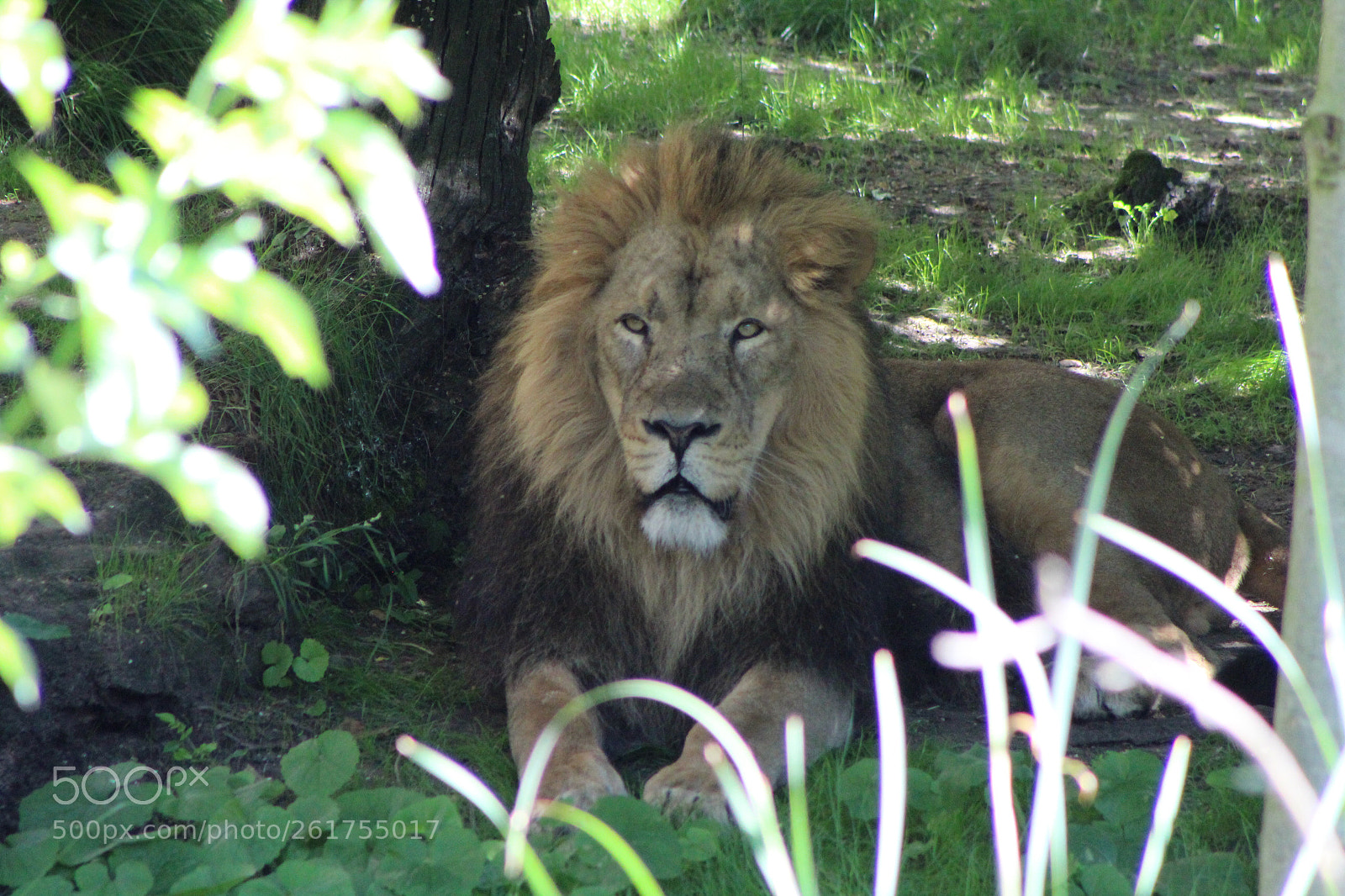 Canon EOS 1300D (EOS Rebel T6 / EOS Kiss X80) sample photo. Lion
 photography