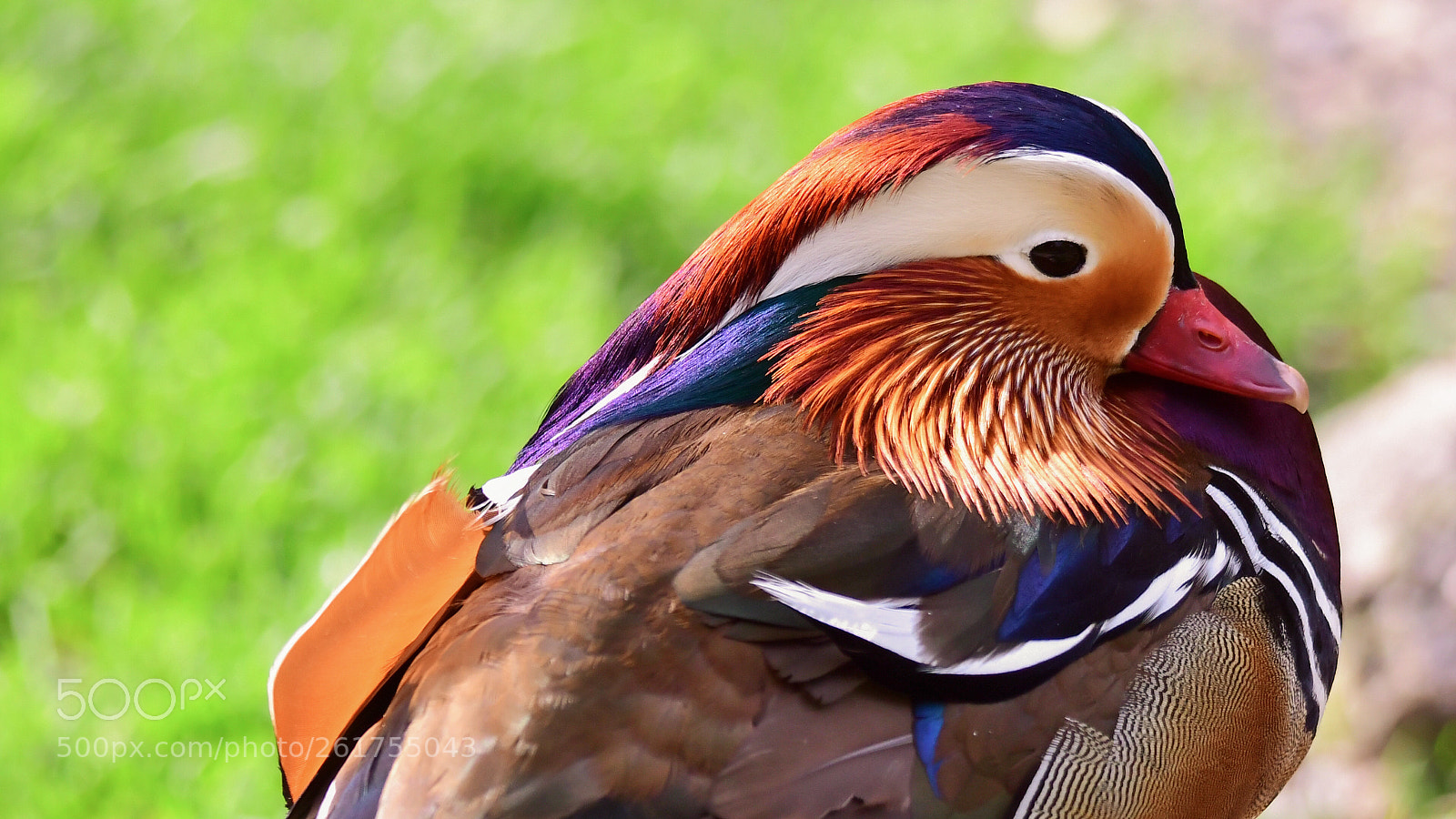 Nikon D500 sample photo. Mandarin duck photography
