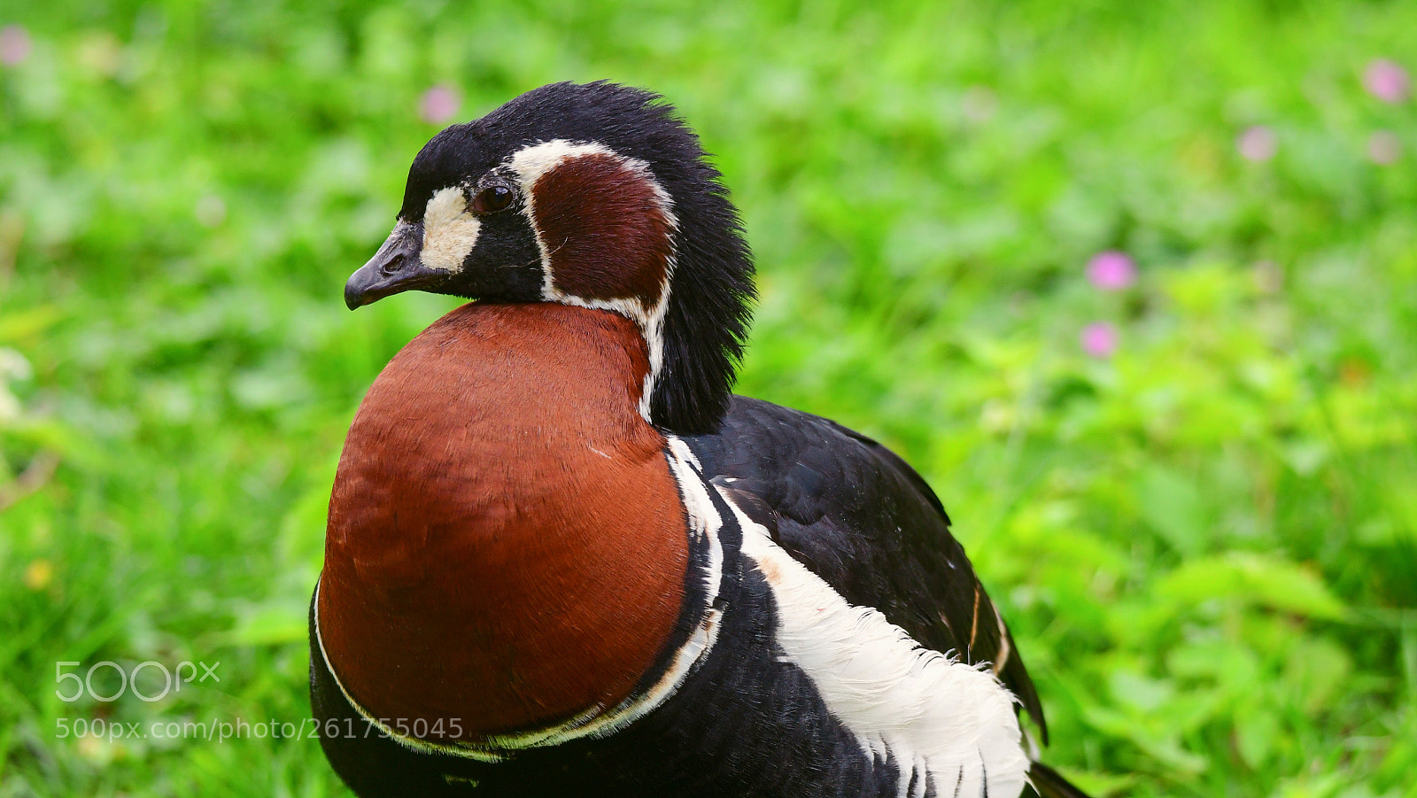 Nikon D500 sample photo. Red-breasted goose photography