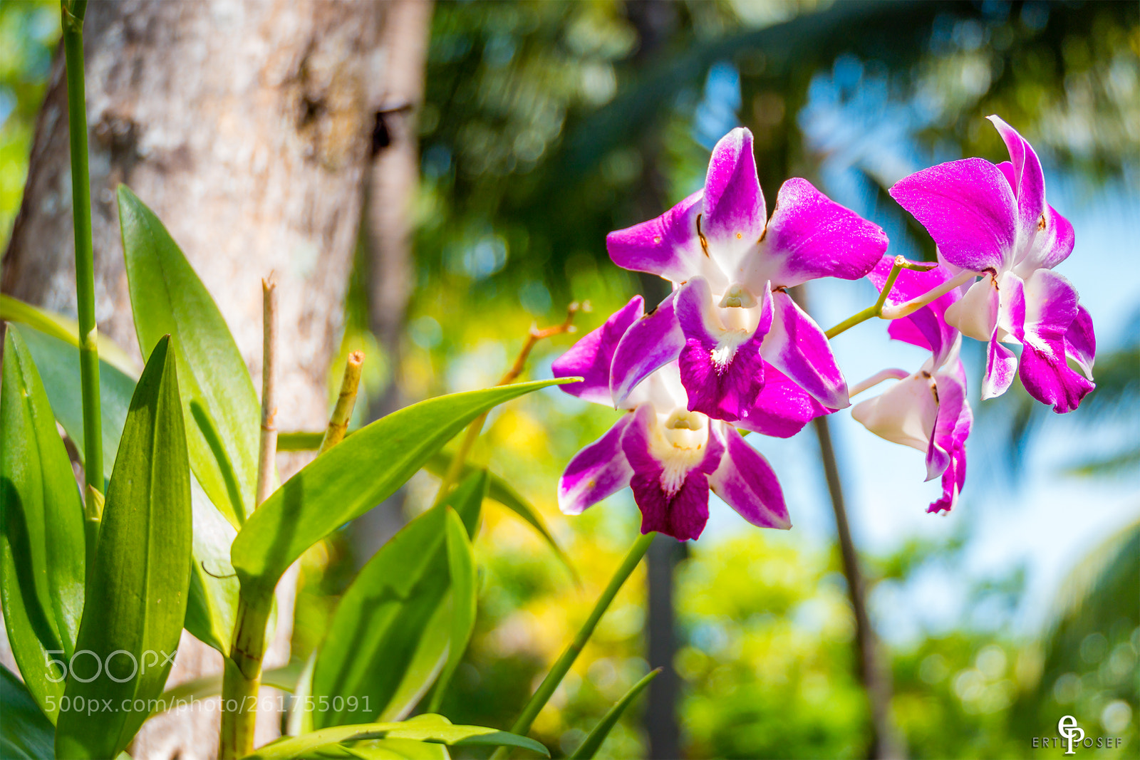 Panasonic Lumix DMC-FZ2500 (Lumix DMC-FZ2000) sample photo. Freiland orchideen photography