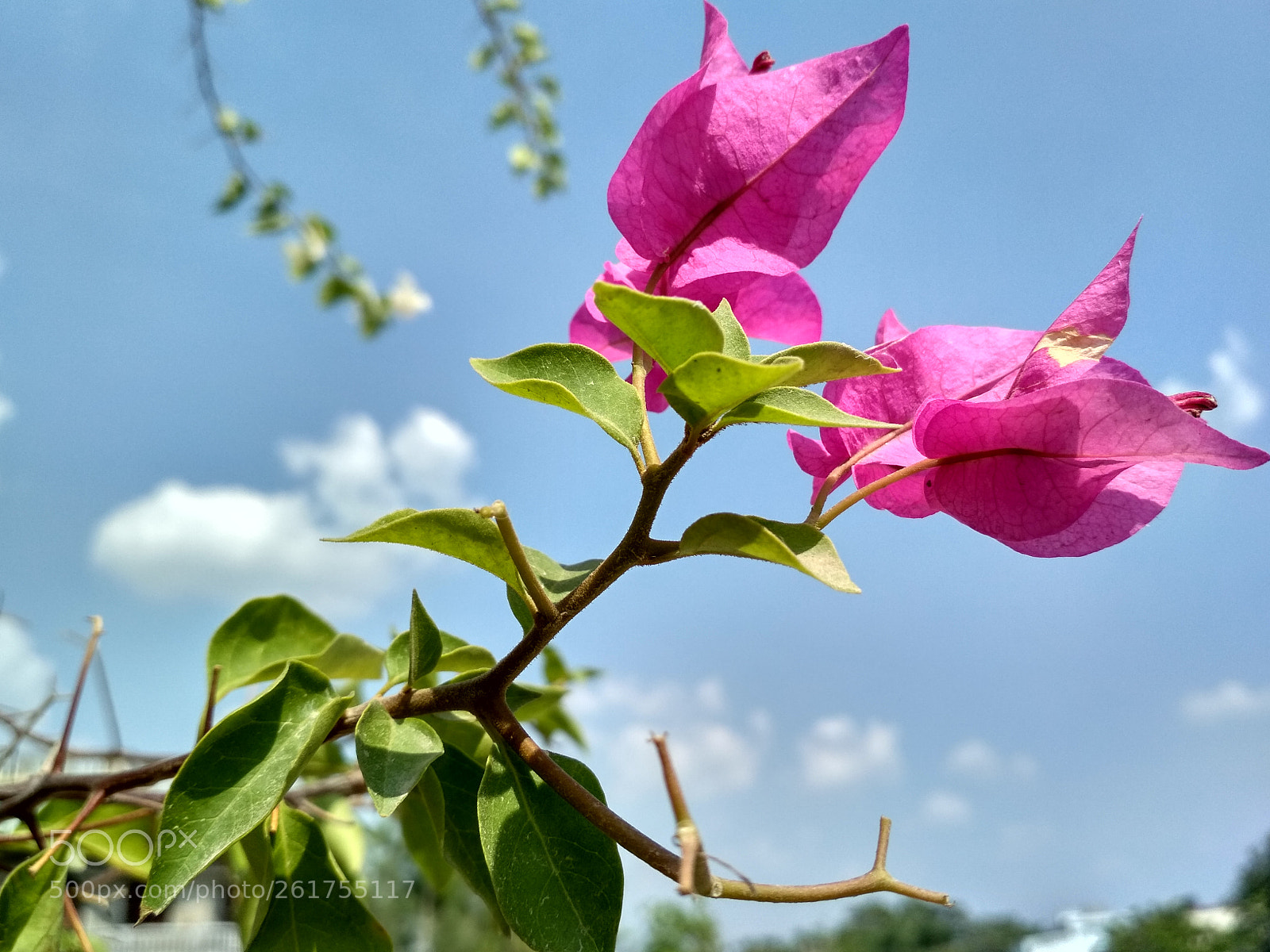 Xiaomi Redmi 4 Pro sample photo. A flower in my photography