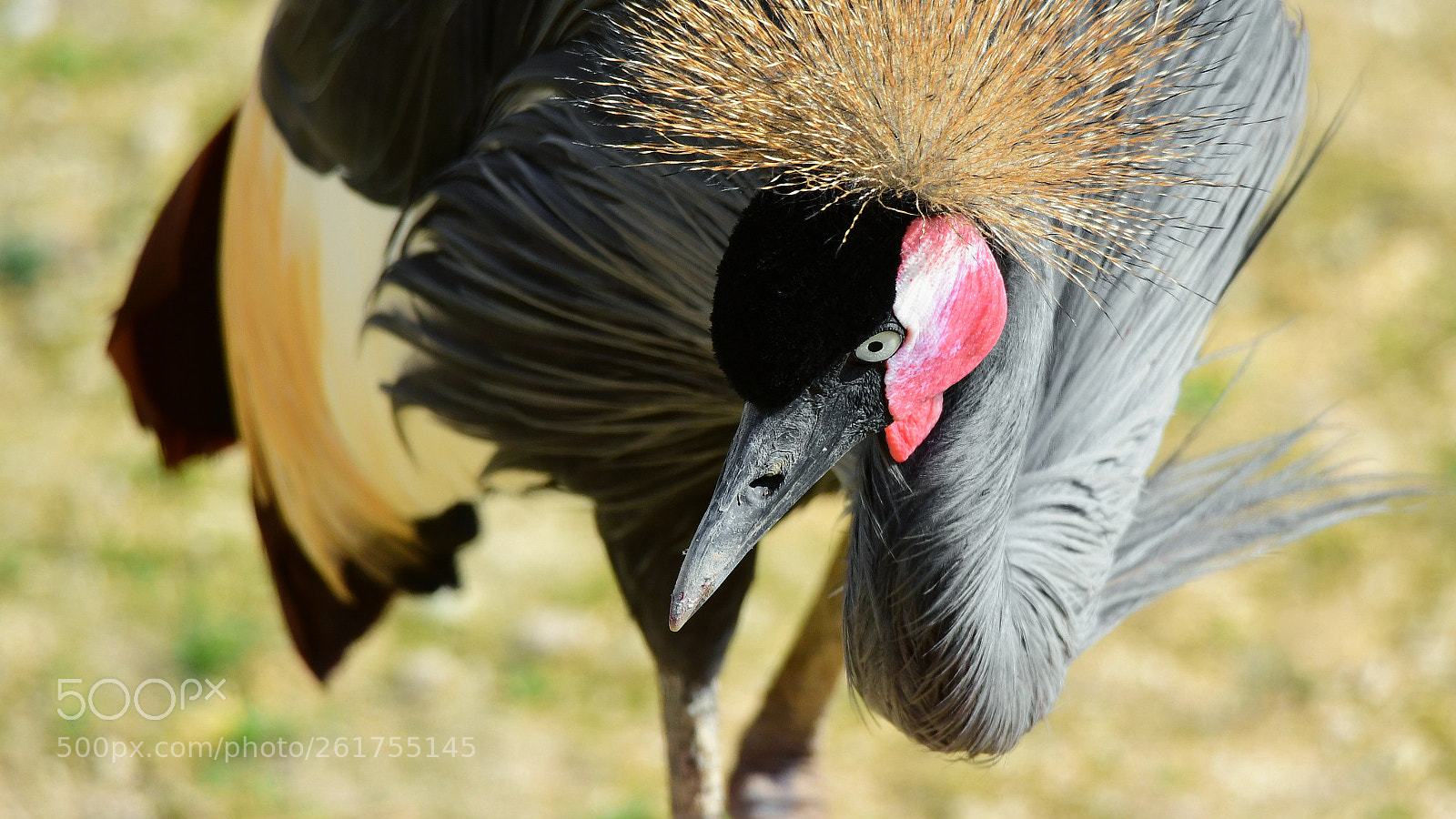 Nikon D500 sample photo. Grey crowned crane photography