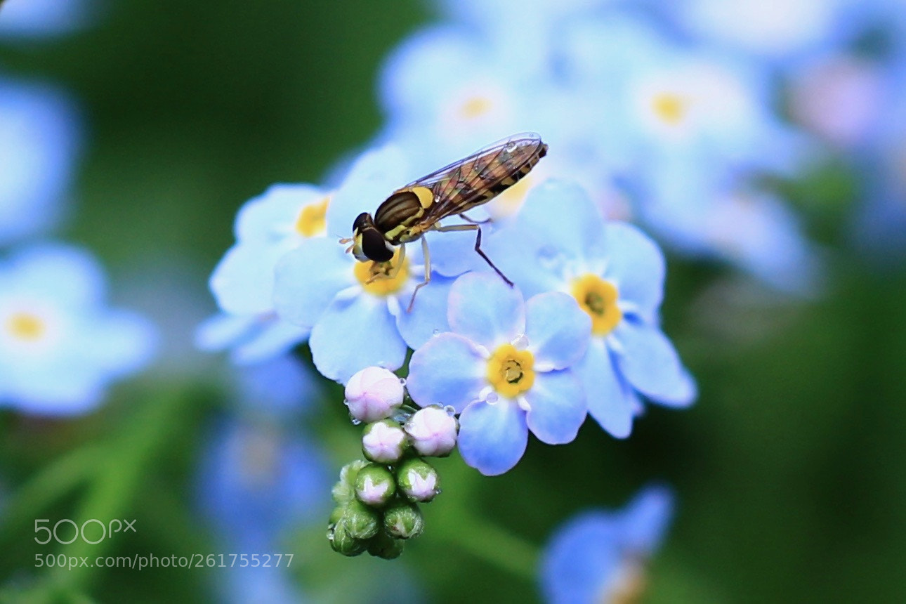 Canon EOS 700D (EOS Rebel T5i / EOS Kiss X7i) sample photo. Gathering blue 2018... photography