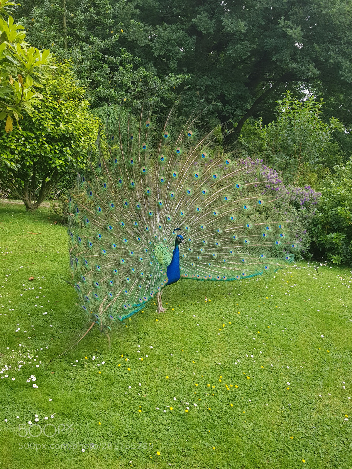 Samsung Galaxy S8 sample photo. Peacock photography