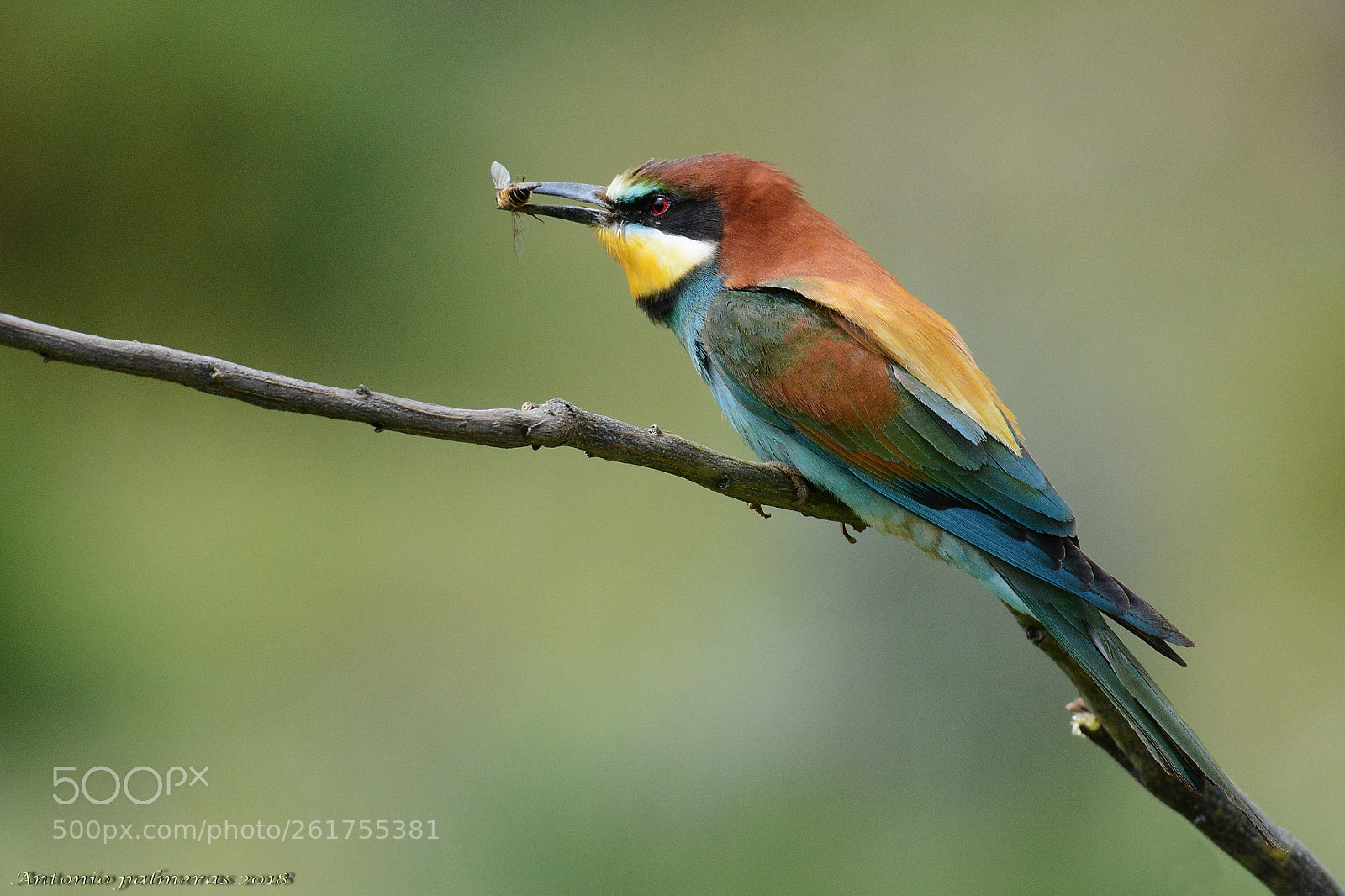 Sigma 150-600mm F5-6.3 DG OS HSM | S sample photo. Abejarucos desayunos 1 photography