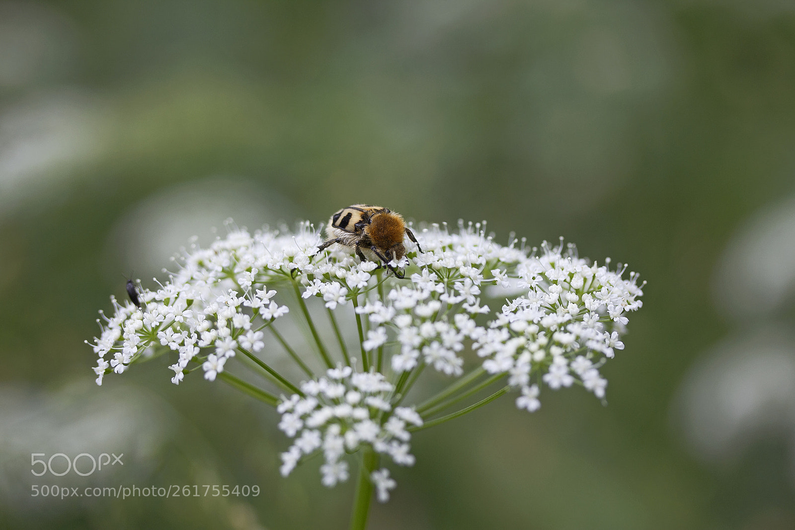 Canon EOS 60D sample photo. Geb nderter pinselk fer photography