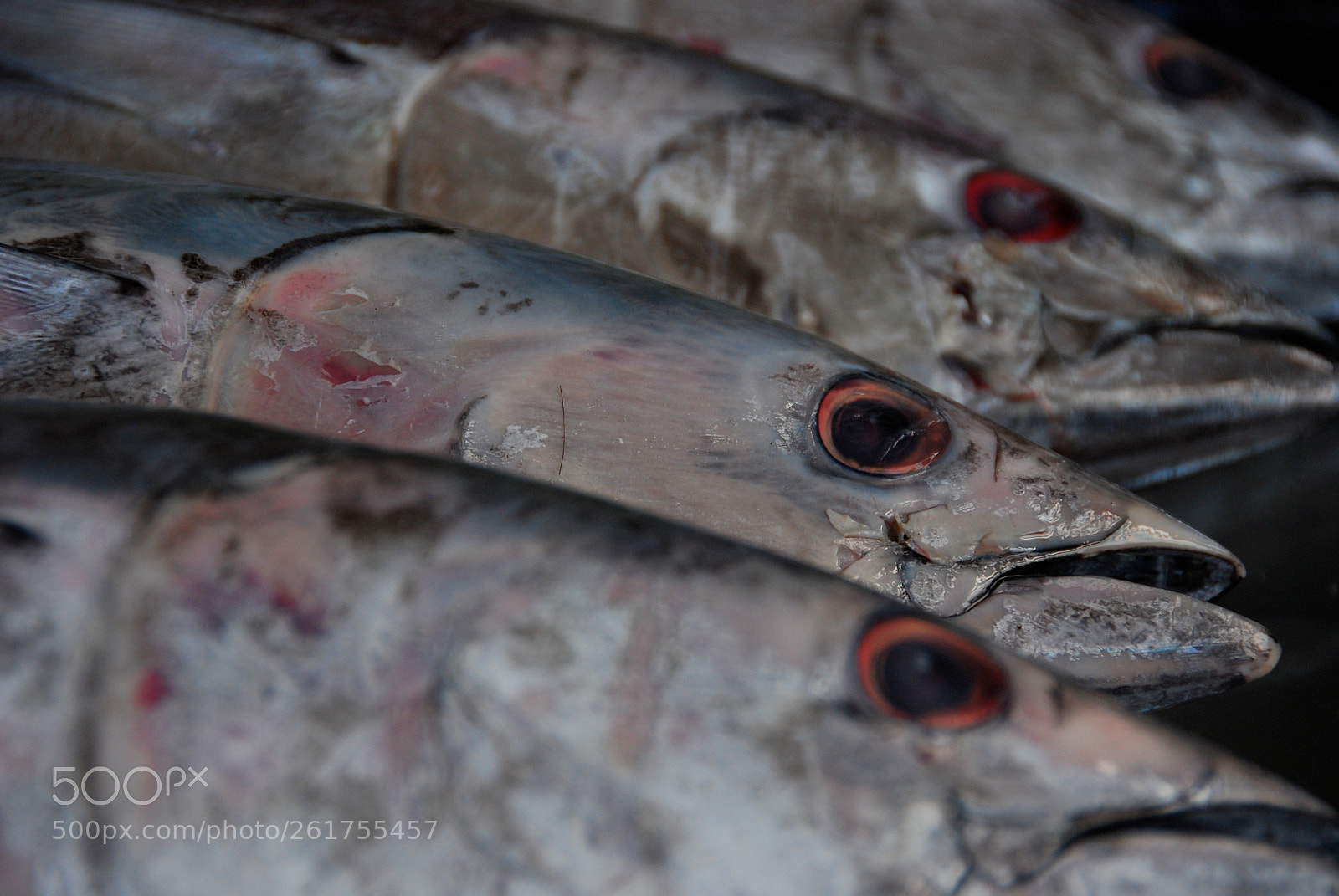 Nikon D80 sample photo. Fish market.  apia.  samoa. photography