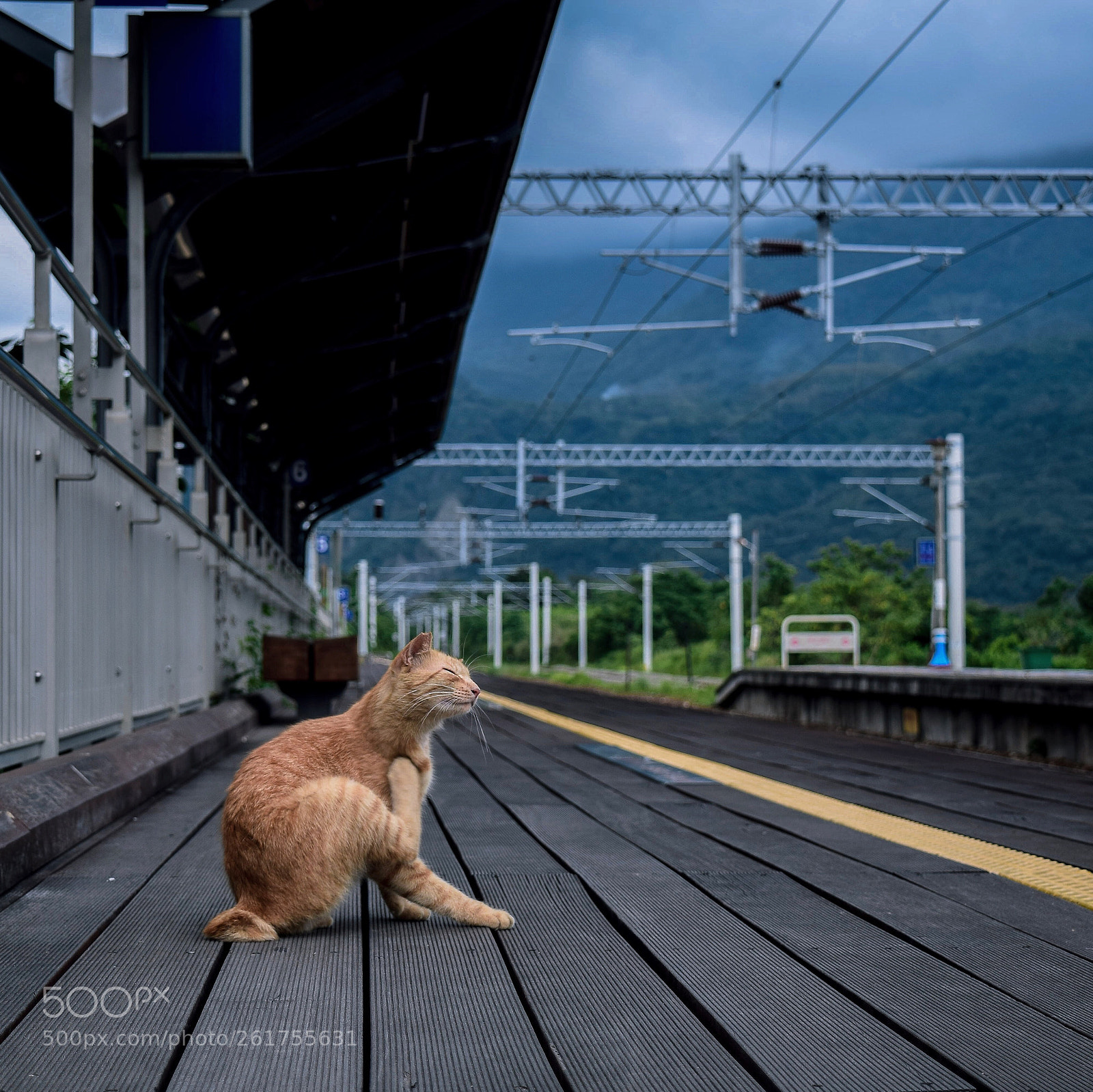 Nikon D5300 sample photo. Taitung photography
