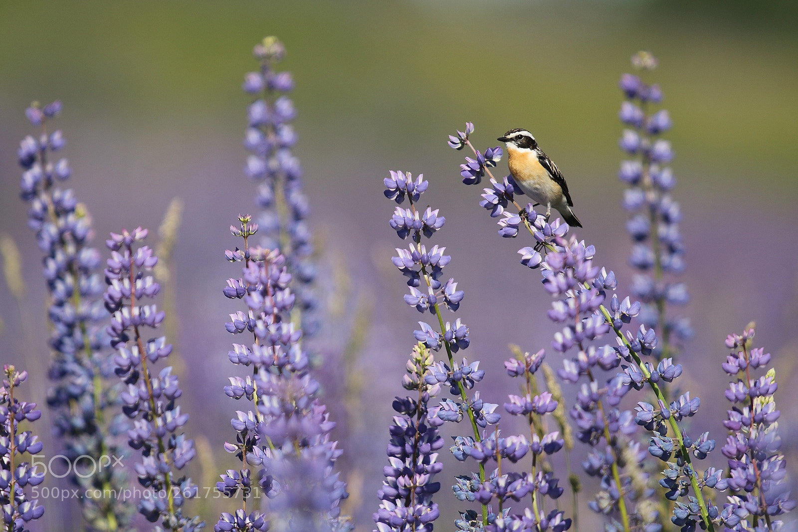 Canon EOS 7D Mark II sample photo. Whinchat photography