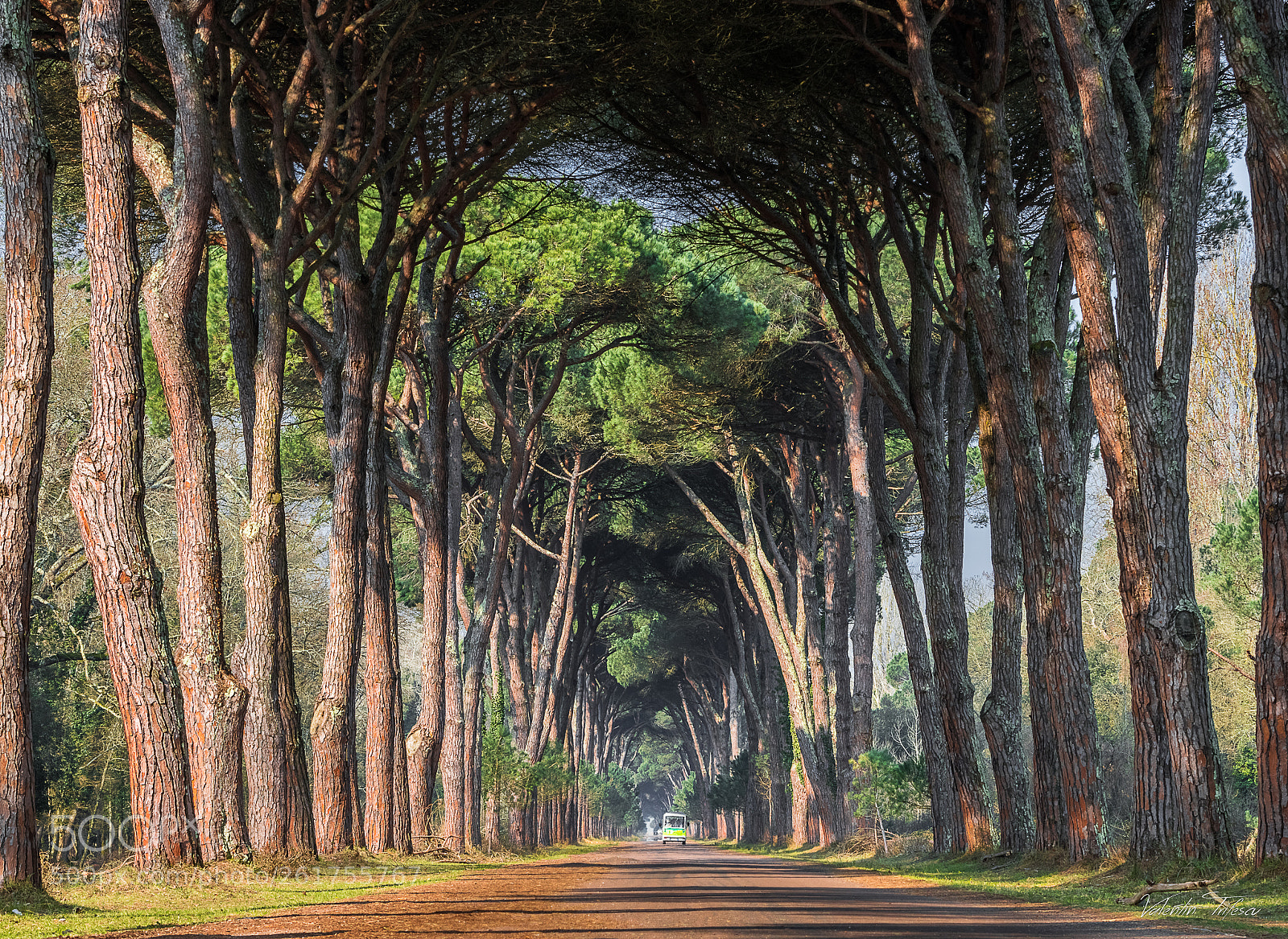 Nikon D500 sample photo. Shelter of trees... photography