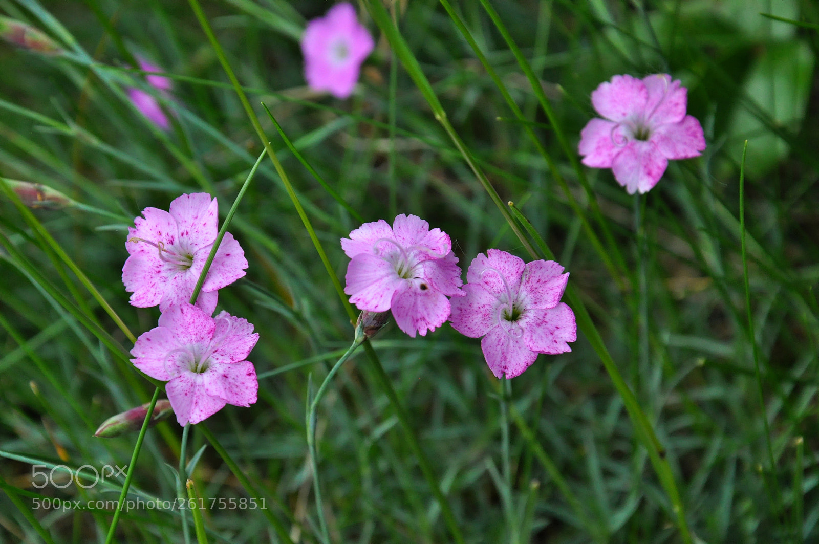 Nikon D90 sample photo. Untitled photography