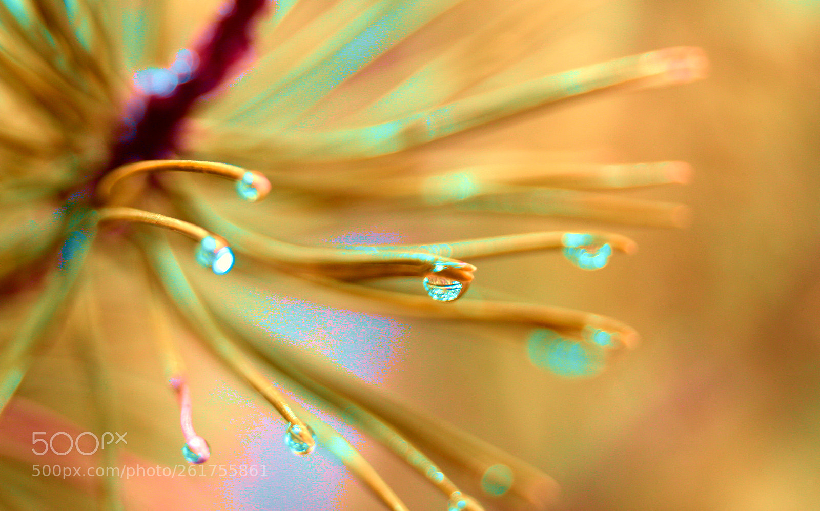 Canon EF 35-80mm f/4-5.6 sample photo. Rain drops photography