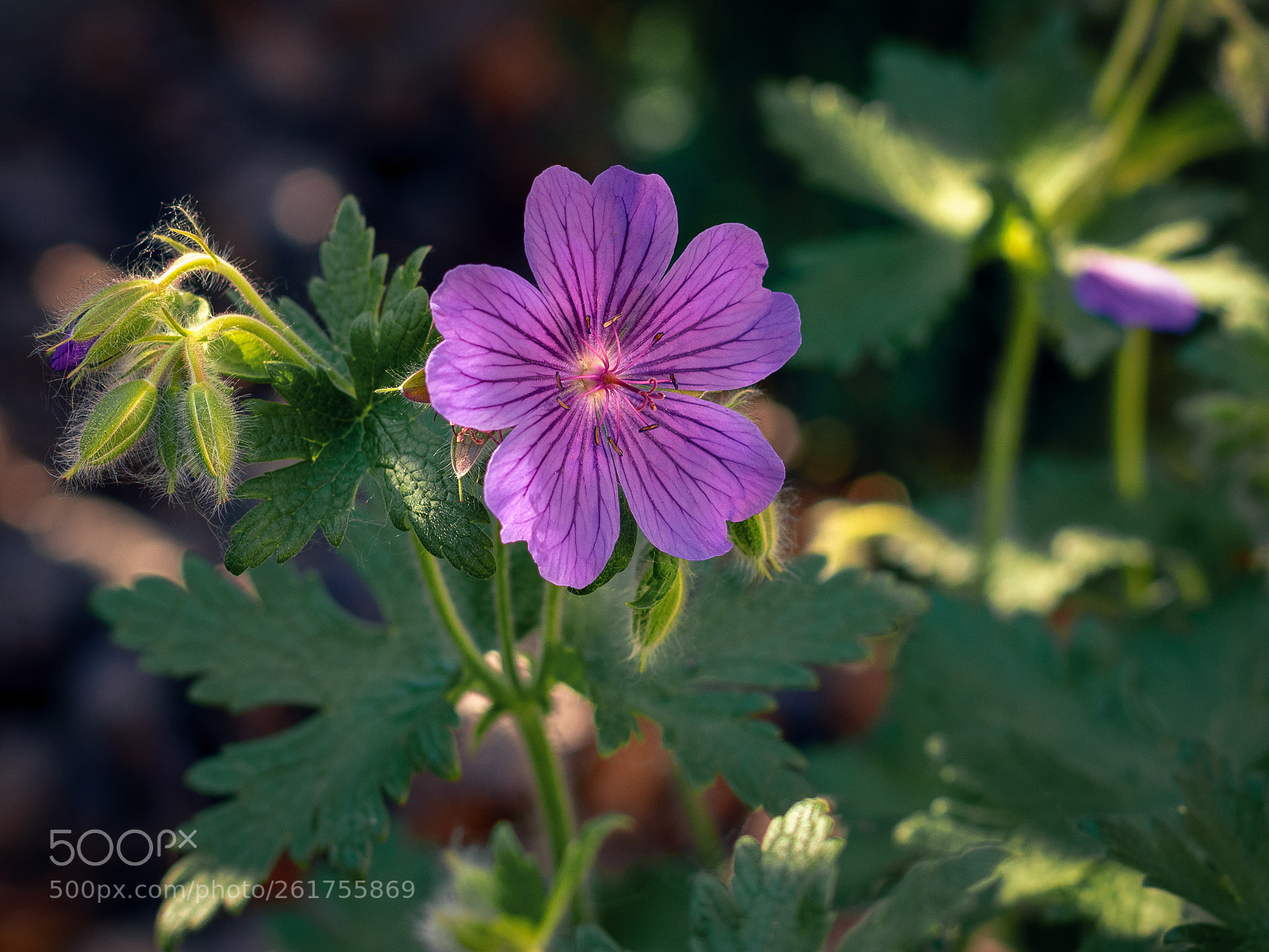 Canon EOS M5 sample photo. Purple flower photography