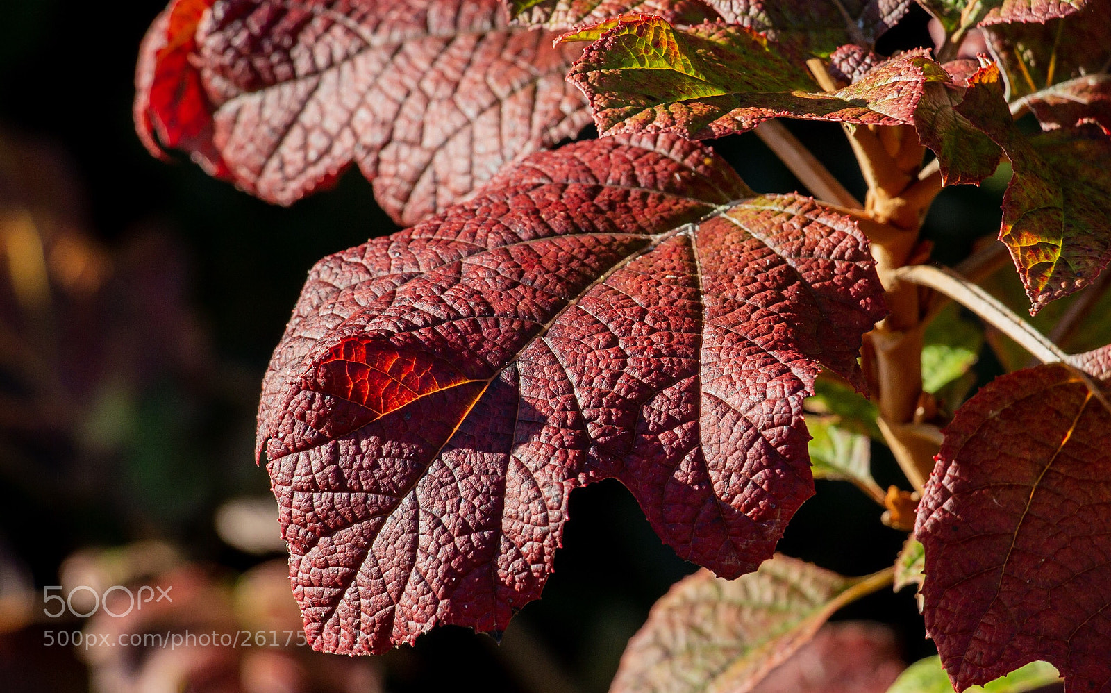 Canon EOS 70D sample photo. Autumn leaves photography
