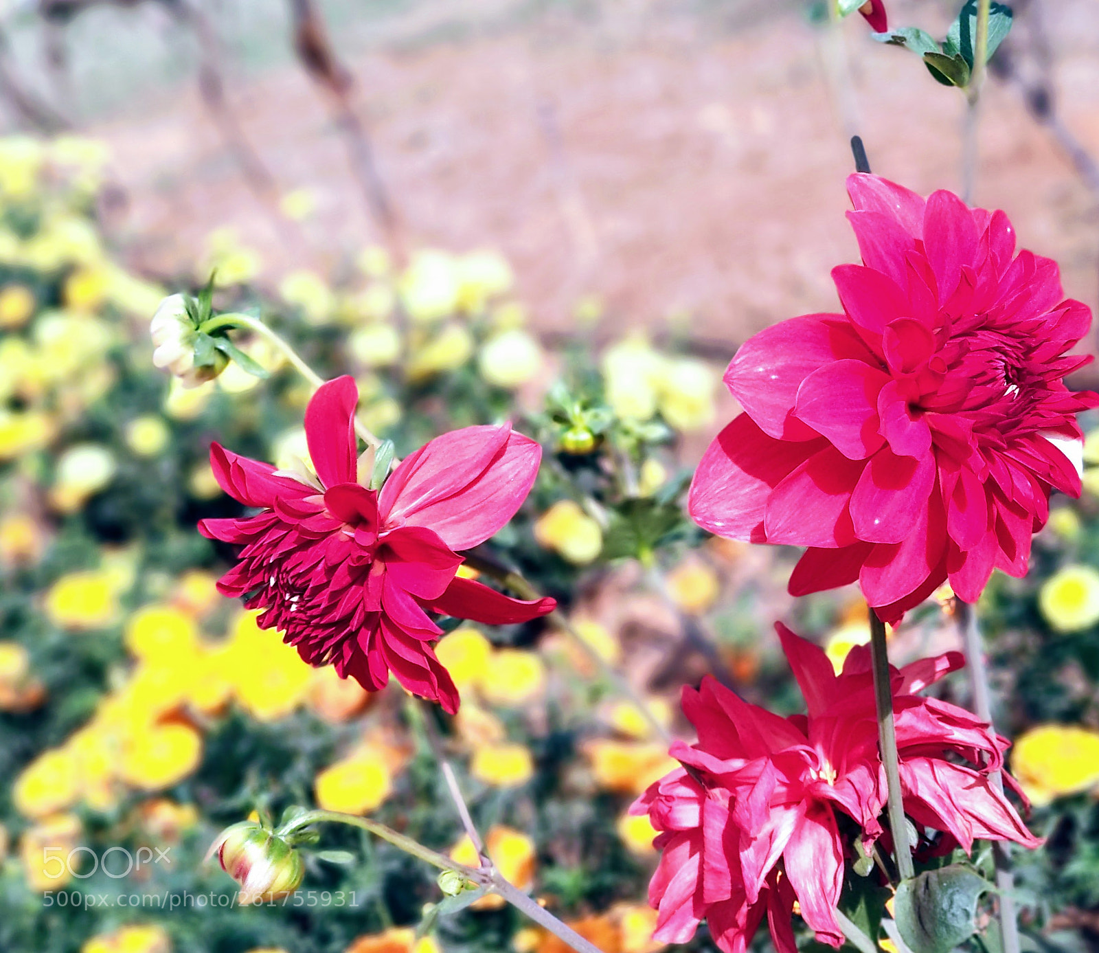 Xiaomi Mi A1 sample photo. Untitled photography
