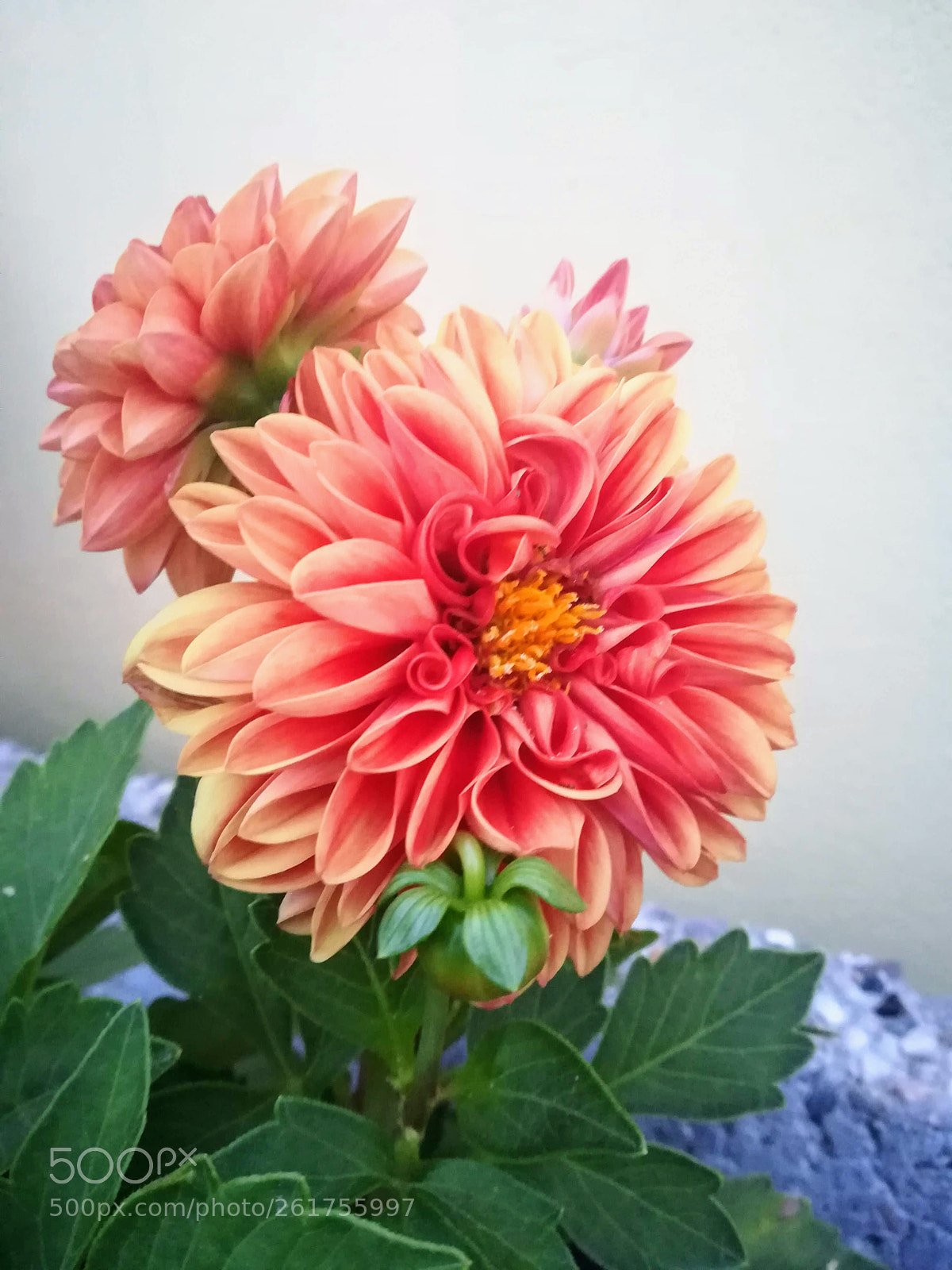 HUAWEI P10 lite sample photo. Untitled photography