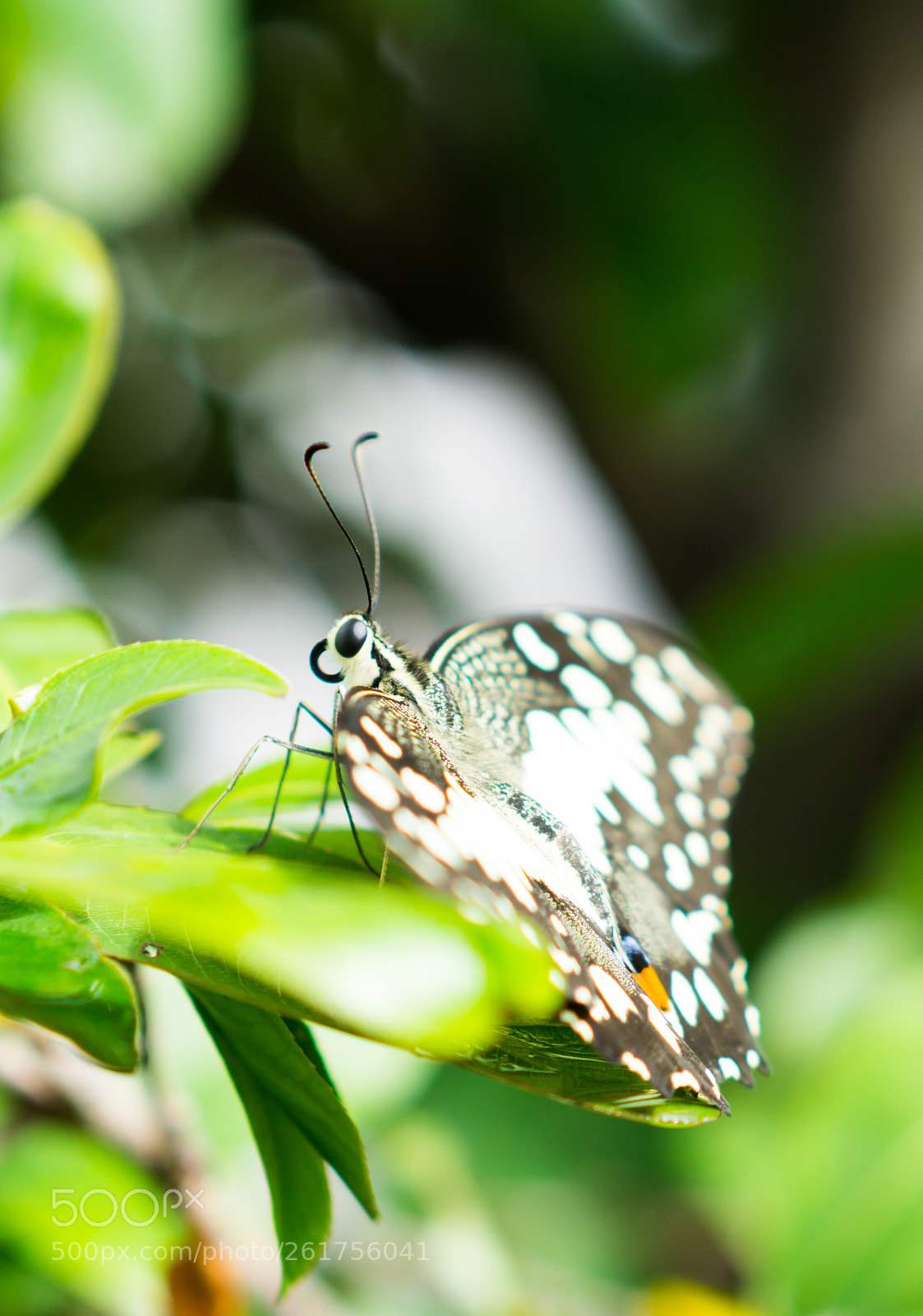 Sony a6000 sample photo. Butterfly photography