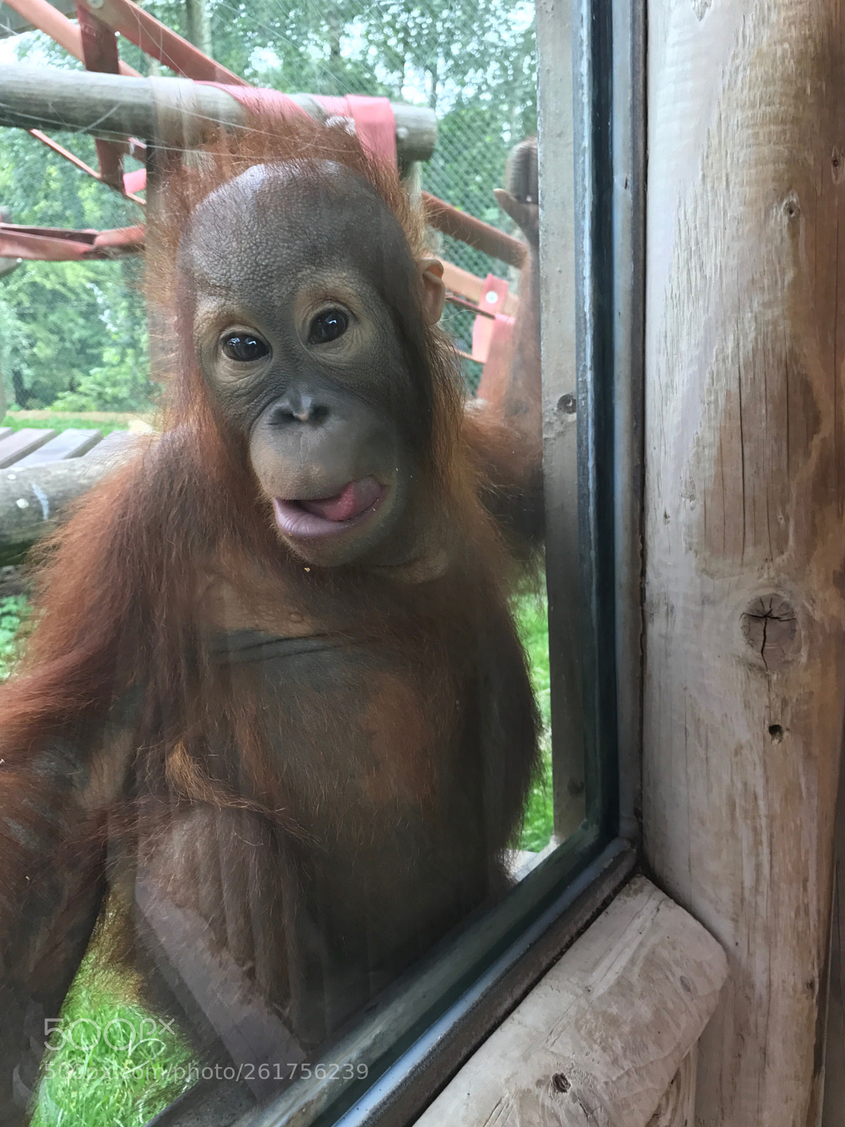 Apple iPhone 7 sample photo. Orangutan 
 photography
